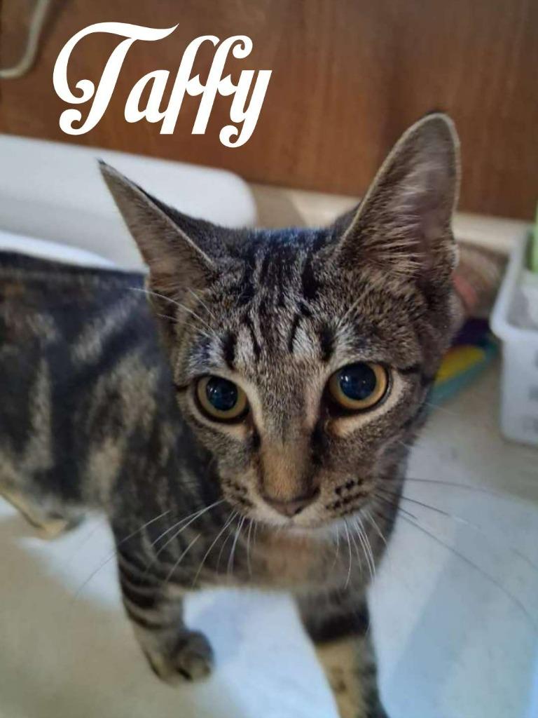 Enlarge Taffy, a Adoptable Domestic Short Hair in Hillsboro, OH image 3/3