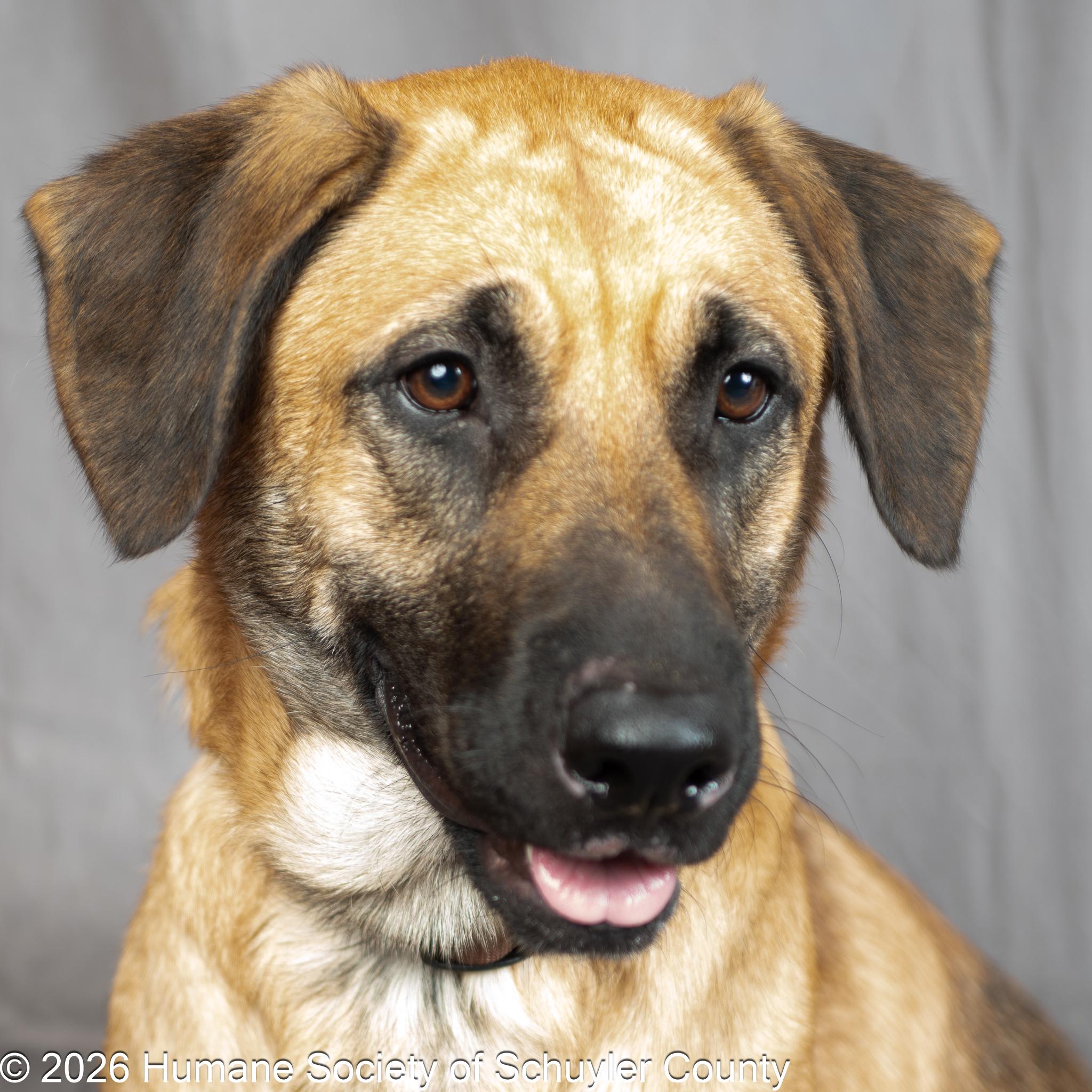 Mac, ADOPTABLE, Adult Male Anatolian Shepherd & Mixed Breed.