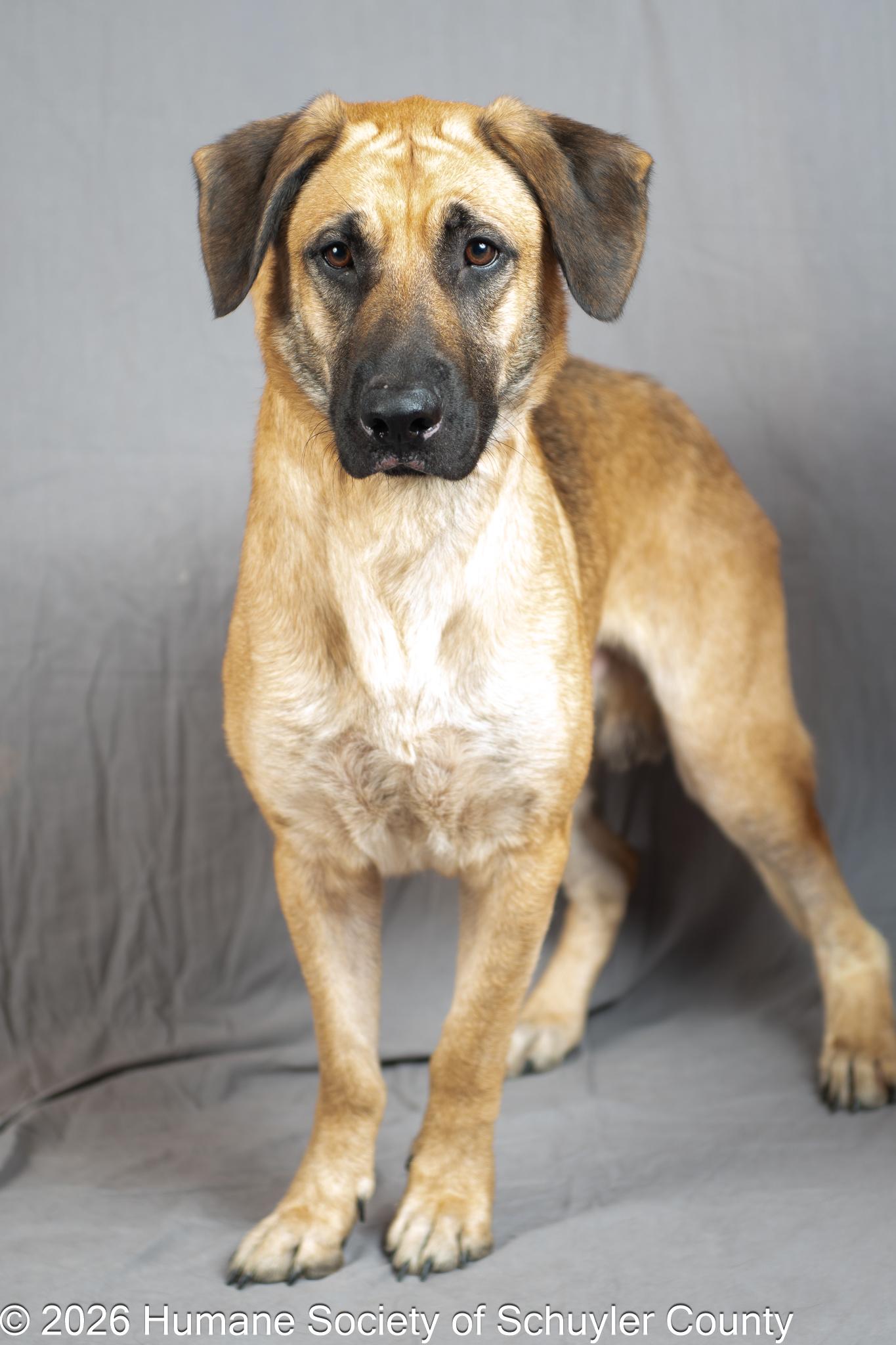 Enlarge Mac, a ADOPTABLE mixed breed in Montour Falls, NY image 3/3