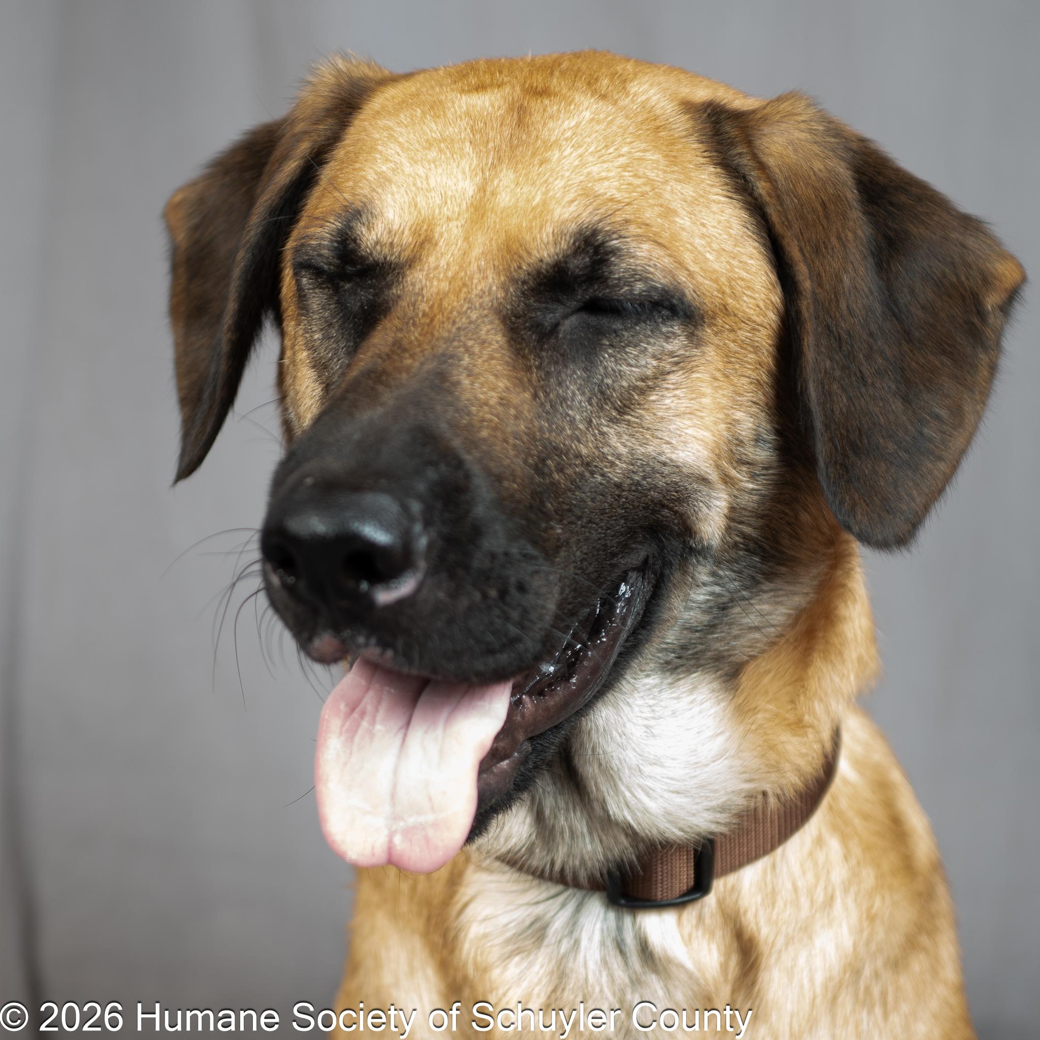 Enlarge Mac, a ADOPTABLE mixed breed in Montour Falls, NY image 2/3