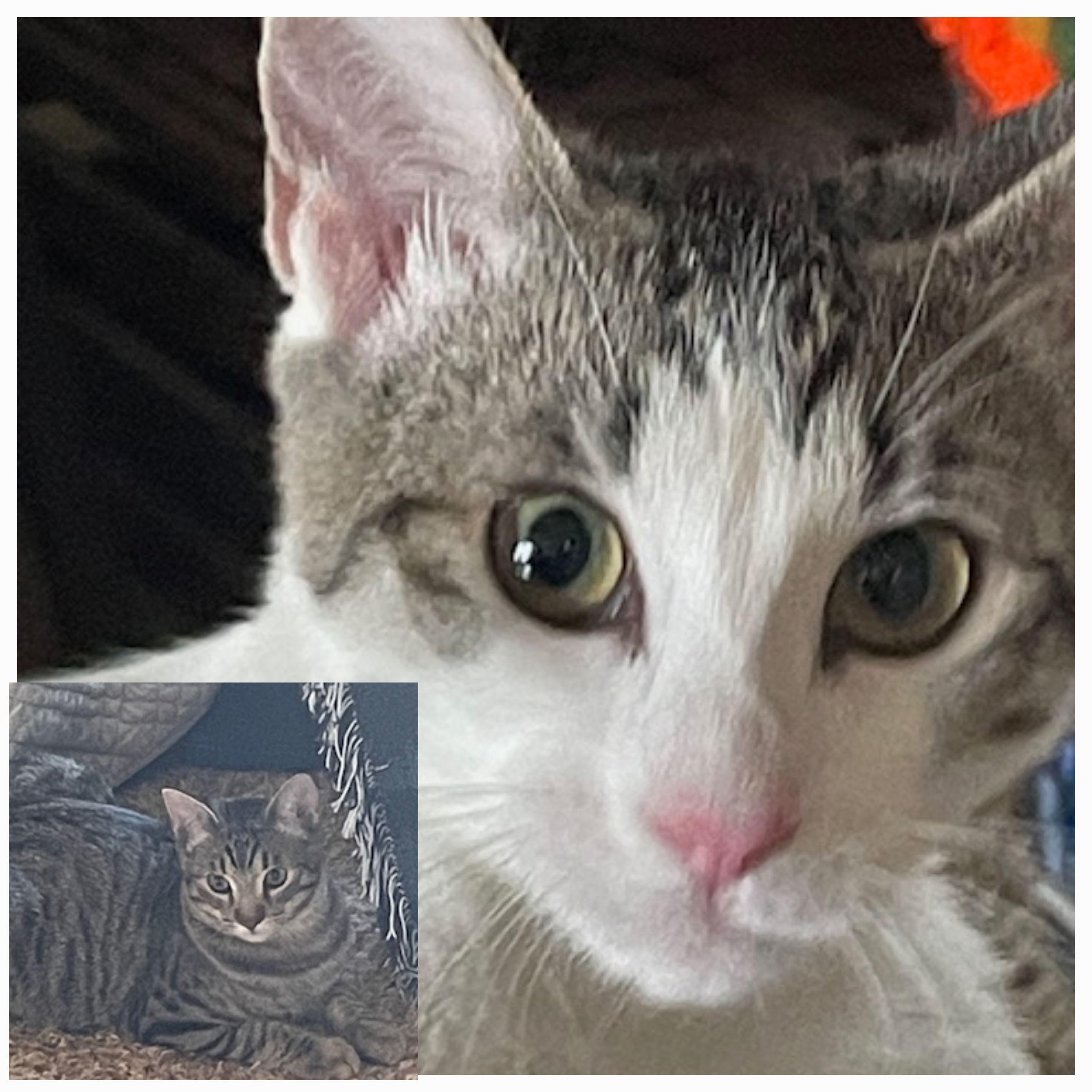 Sammy & Nancy, Adoptable, Young Female Domestic Short Hair & Tabby.