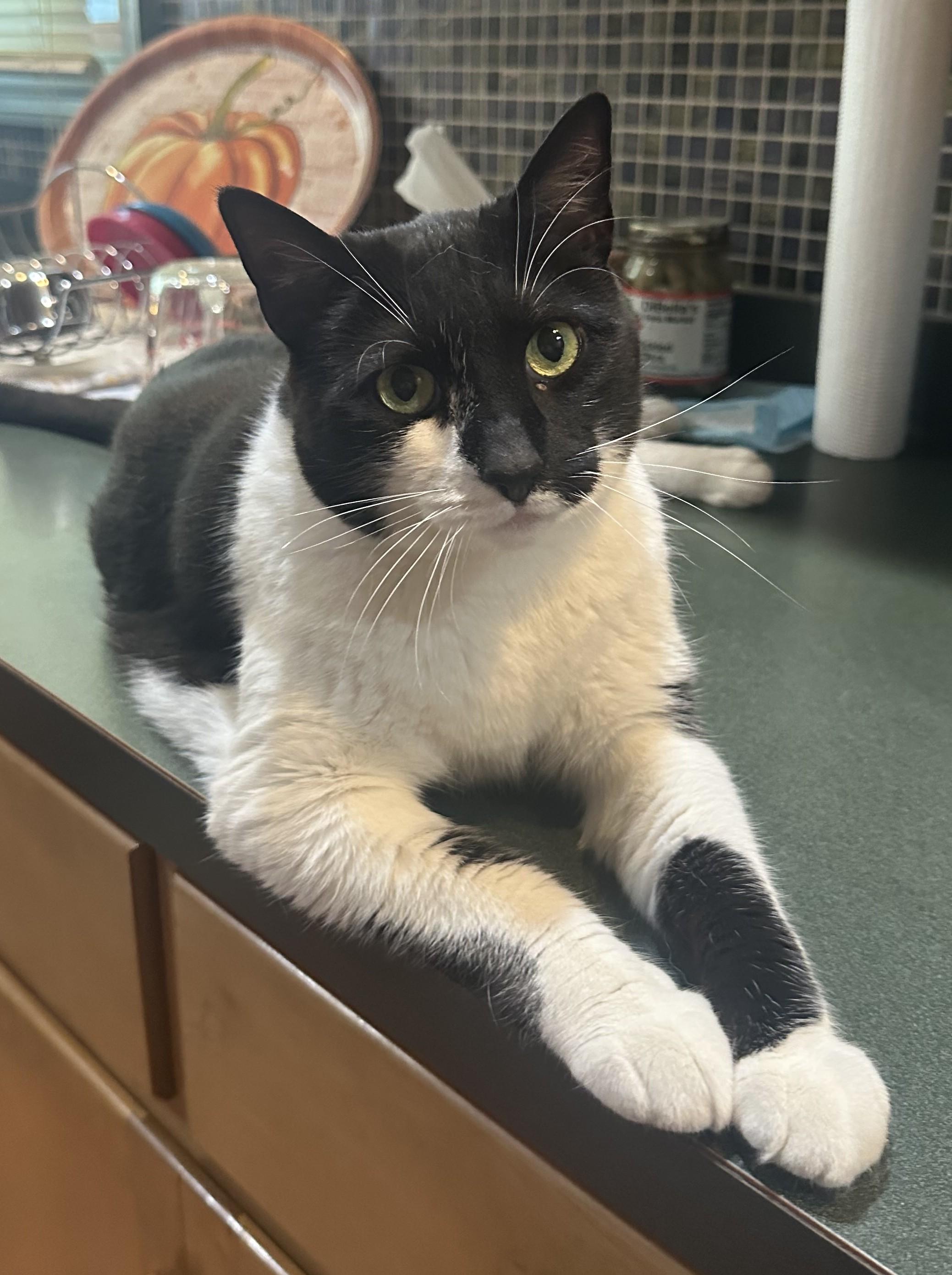 Charli, Adoptable, Adult Female Domestic Short Hair.