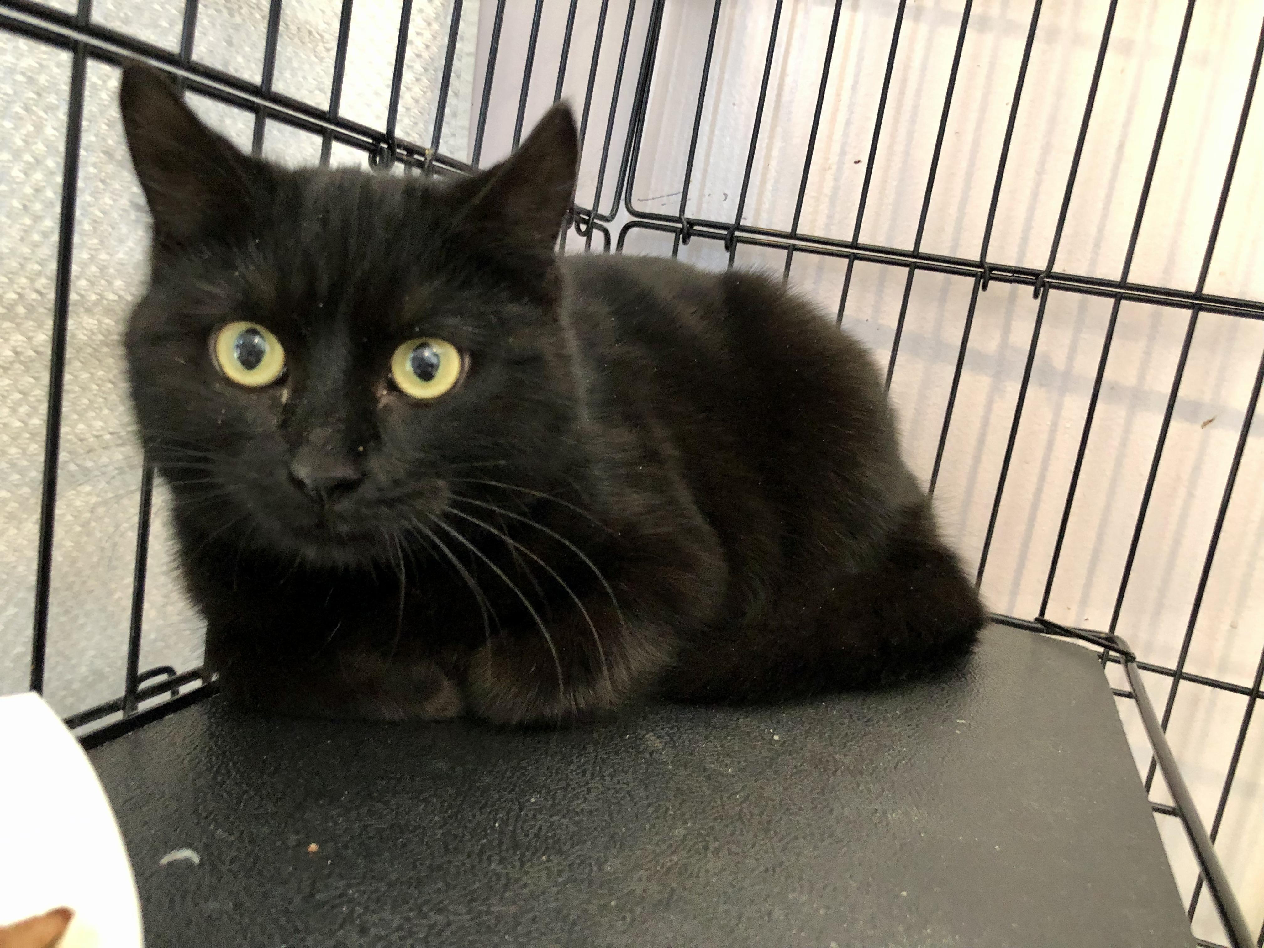 Enlarge Cardigan, a ADOPTABLE Domestic Short Hair in Salisbury, MA image 2/4