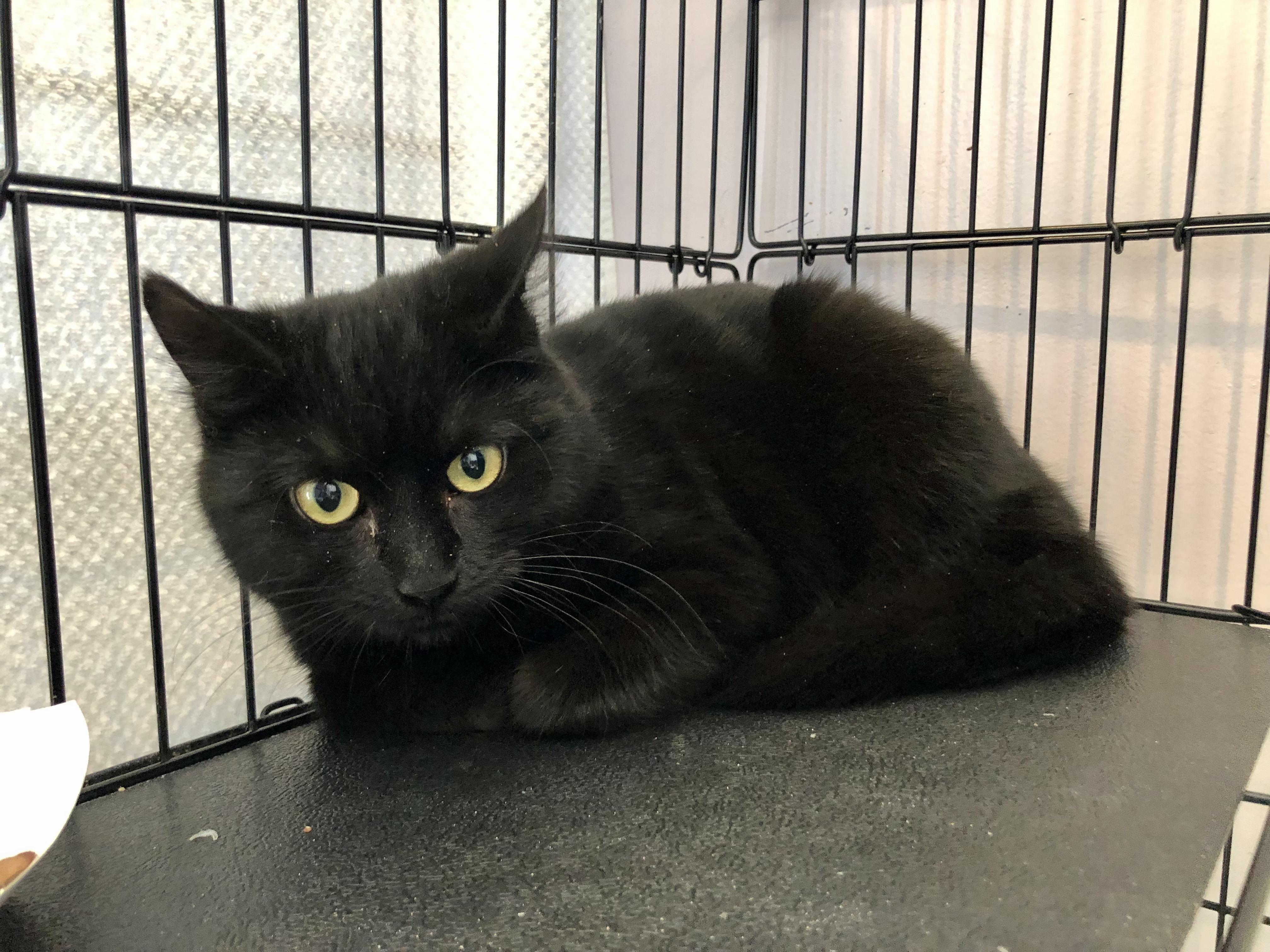 Enlarge Cardigan, a ADOPTABLE Domestic Short Hair in Salisbury, MA image 4/4