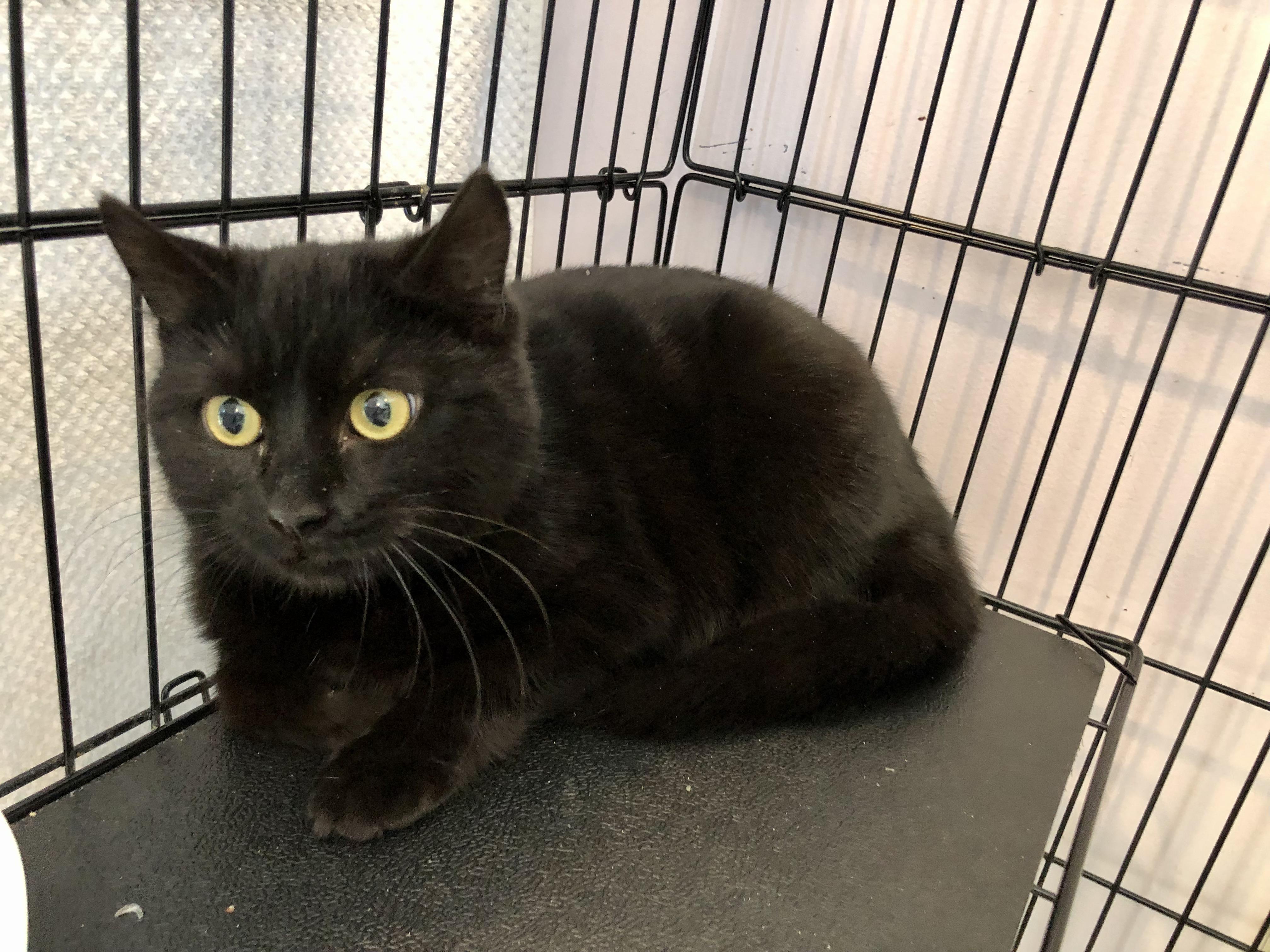 Enlarge Cardigan, a ADOPTABLE Domestic Short Hair in Salisbury, MA image 1/4