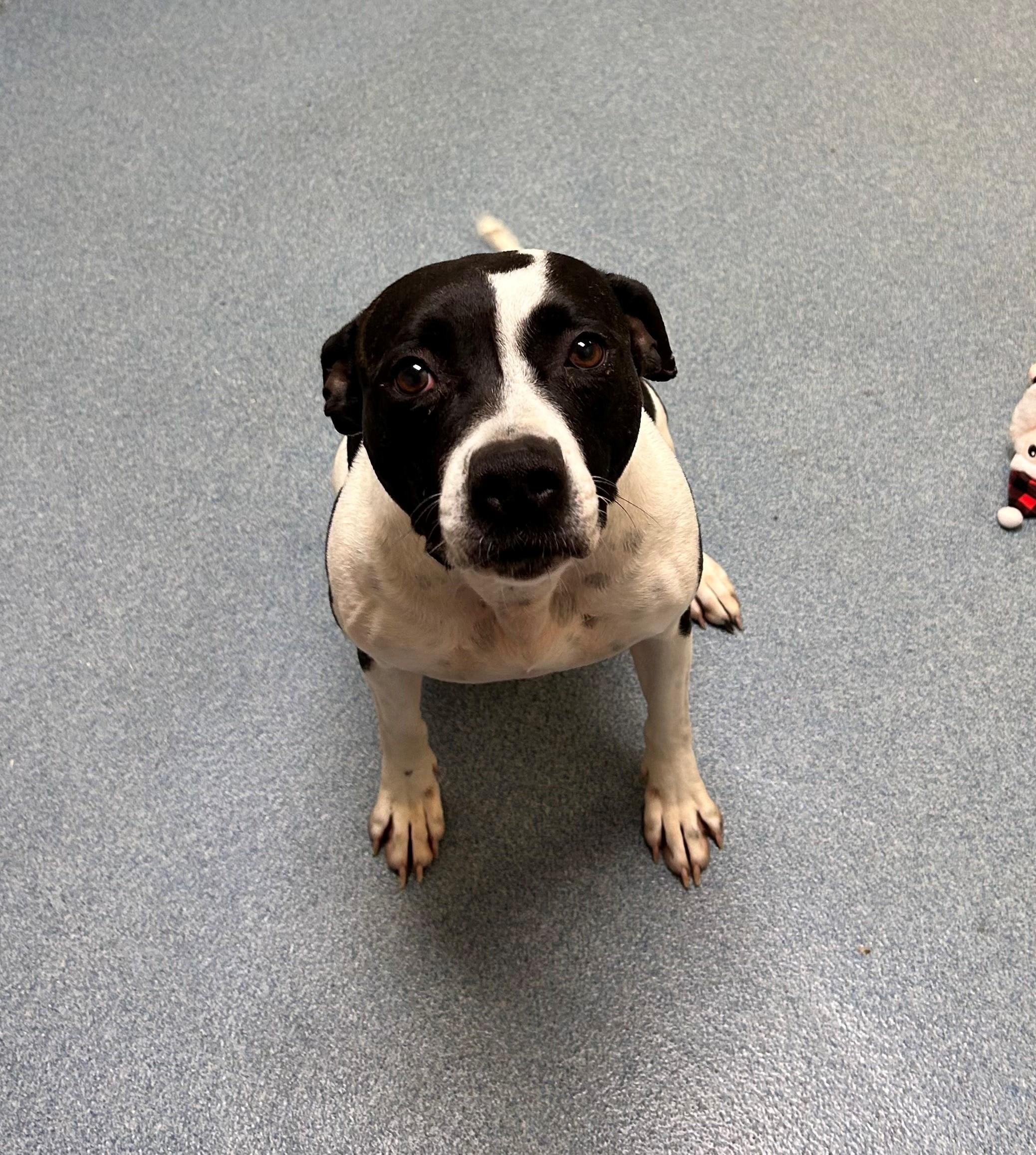 Roxy , ADOPTABLE, Adult Female Pit Bull Terrier.