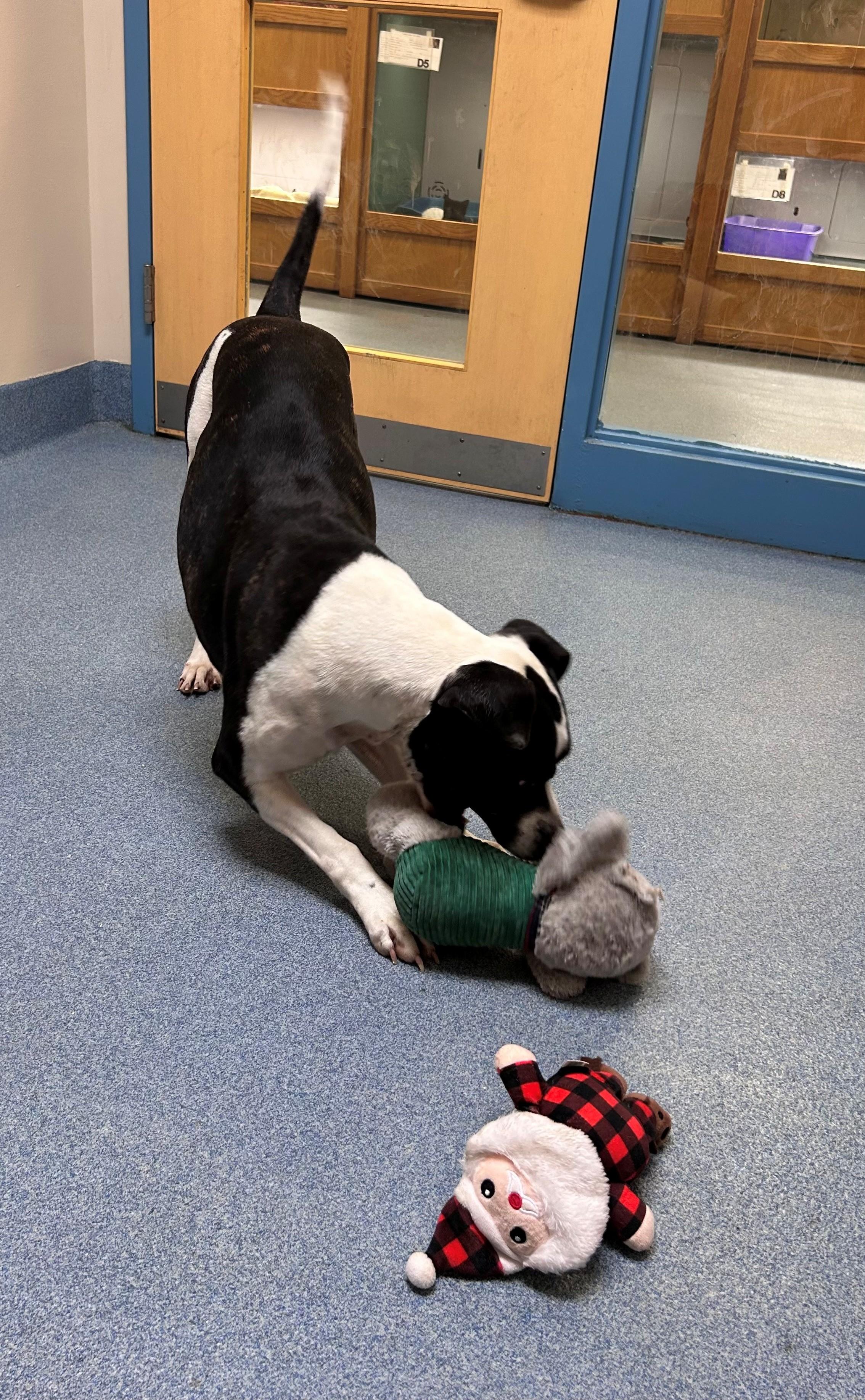 Roxy , a ADOPTABLE Pit Bull Terrier in Suffolk, VA image 2/2