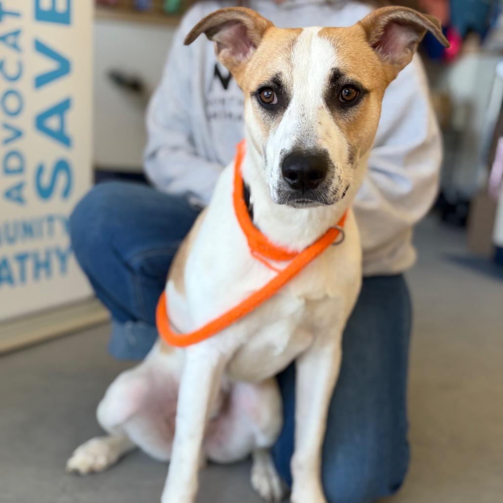 Enlarge Bixby, a Adoptable mixed breed in Morrisville, VT image 1/6