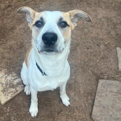 Enlarge Bixby, a Adoptable mixed breed in Morrisville, VT image 2/6