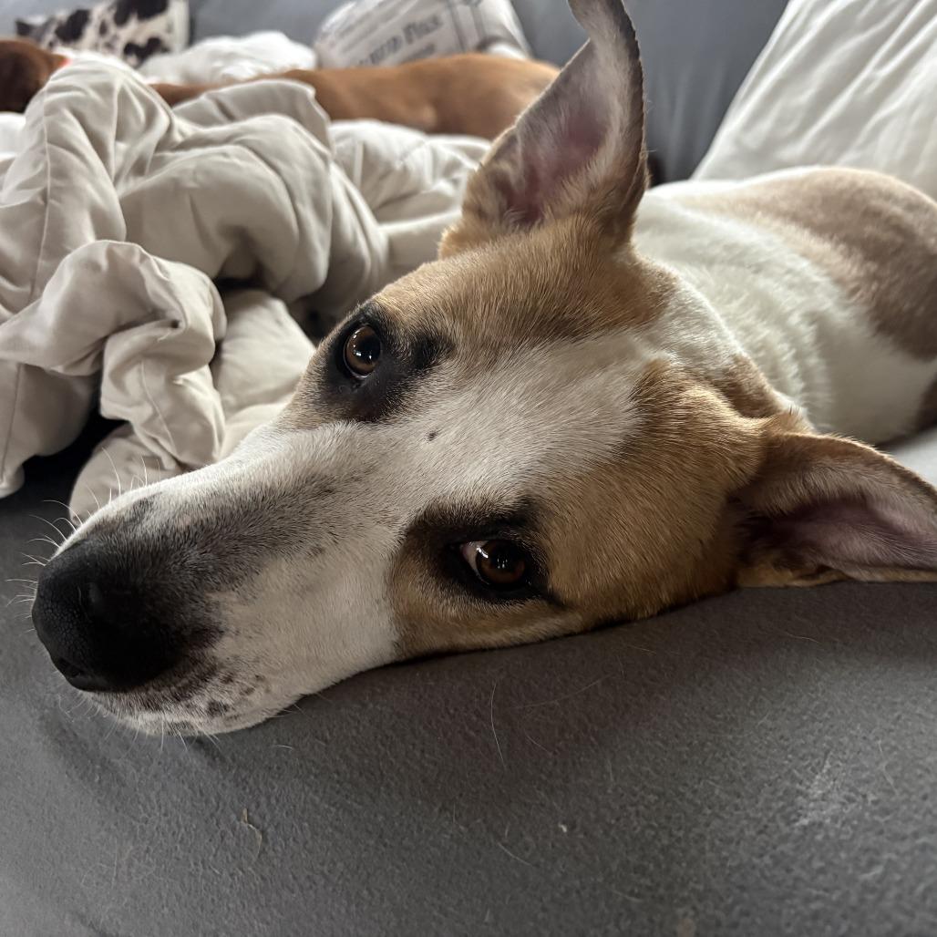 Bixby - in Foster, a Adoptable mixed breed in Morrisville, VT image 3/6