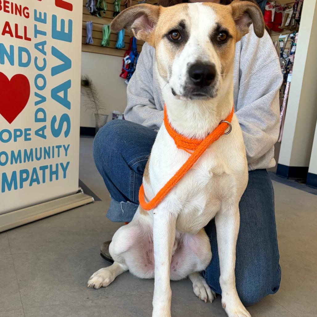 Enlarge Bixby, a Adoptable mixed breed in Morrisville, VT image 3/6