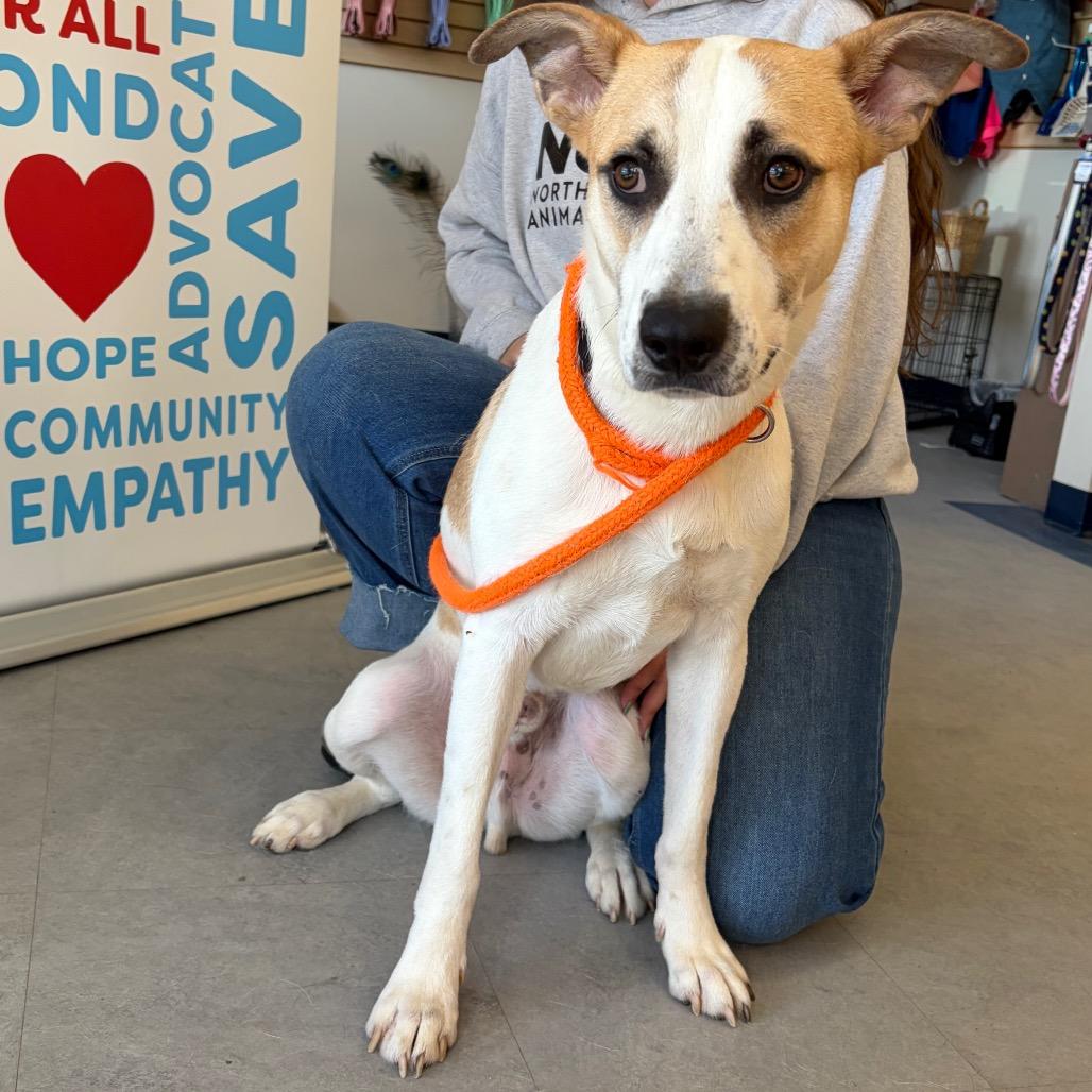 Enlarge Bixby, a Adoptable mixed breed in Morrisville, VT image 5/6