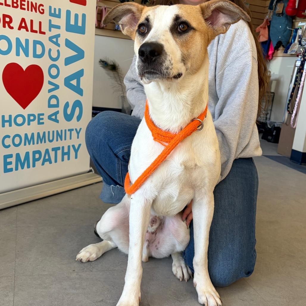 Enlarge Bixby, a Adoptable mixed breed in Morrisville, VT image 6/6