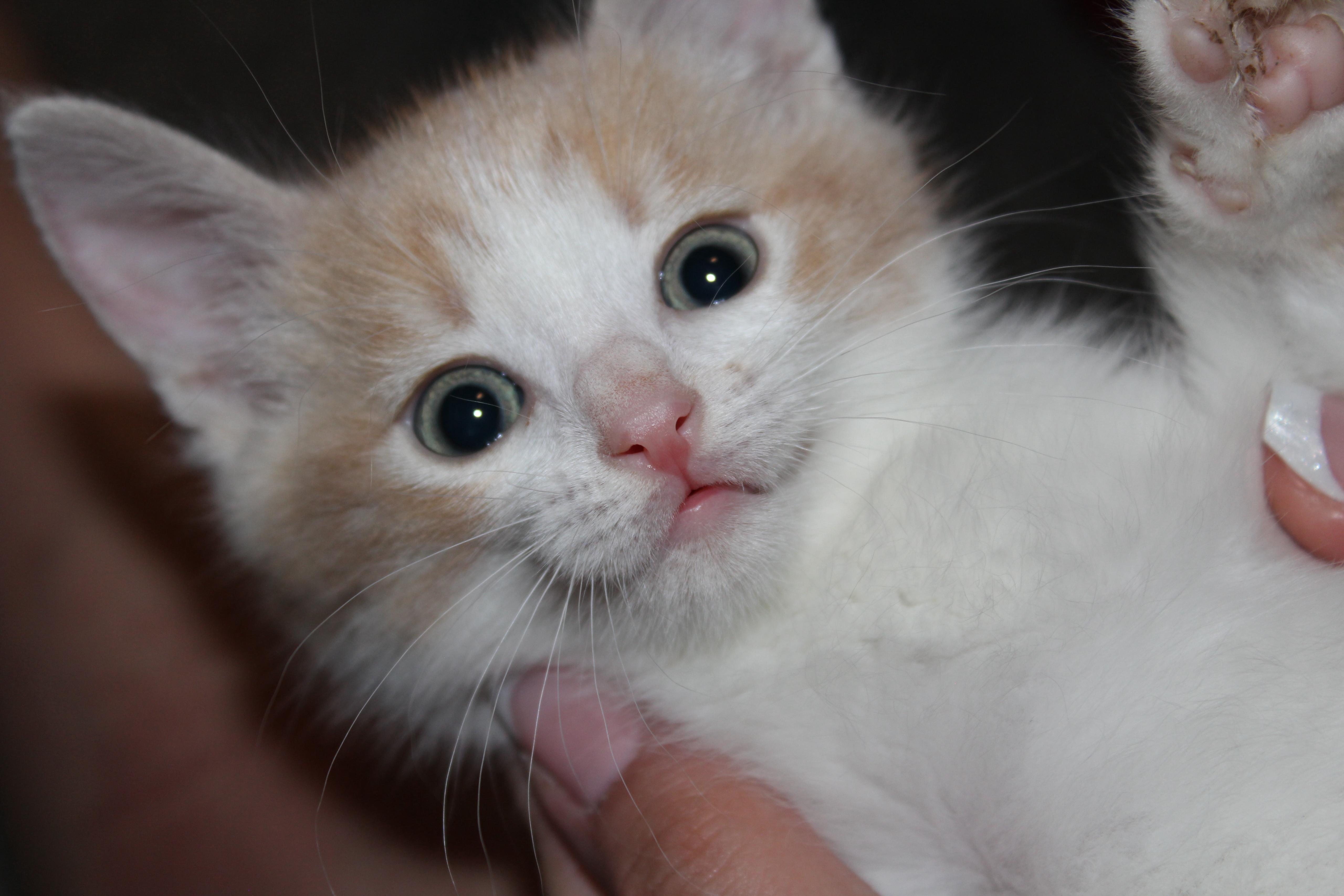 Percy Jackson, Adopted, Young Male Domestic Short Hair.