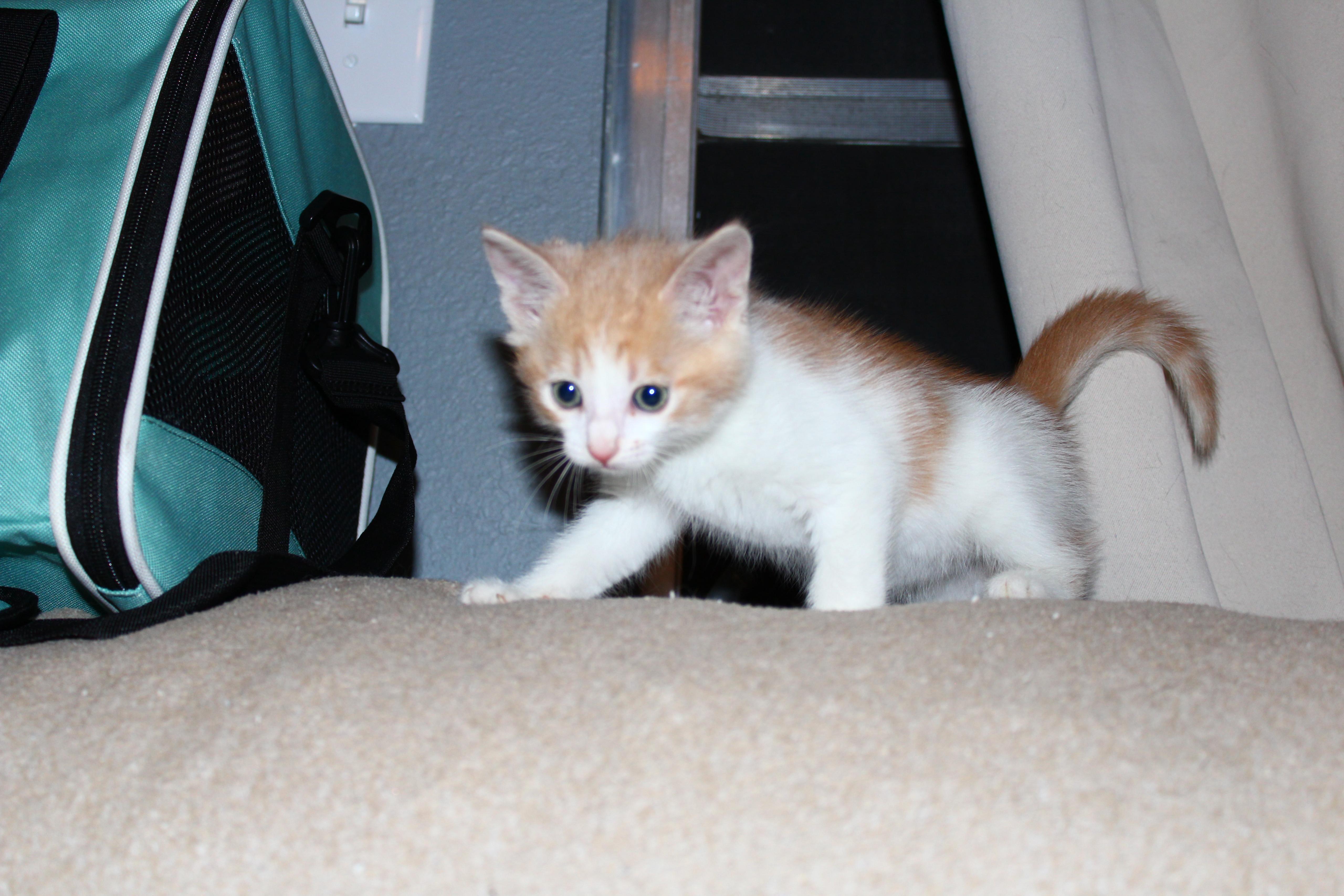 Enlarge Percy Jackson, a Adopted Domestic Short Hair in St Petersburg, FL image 2/4