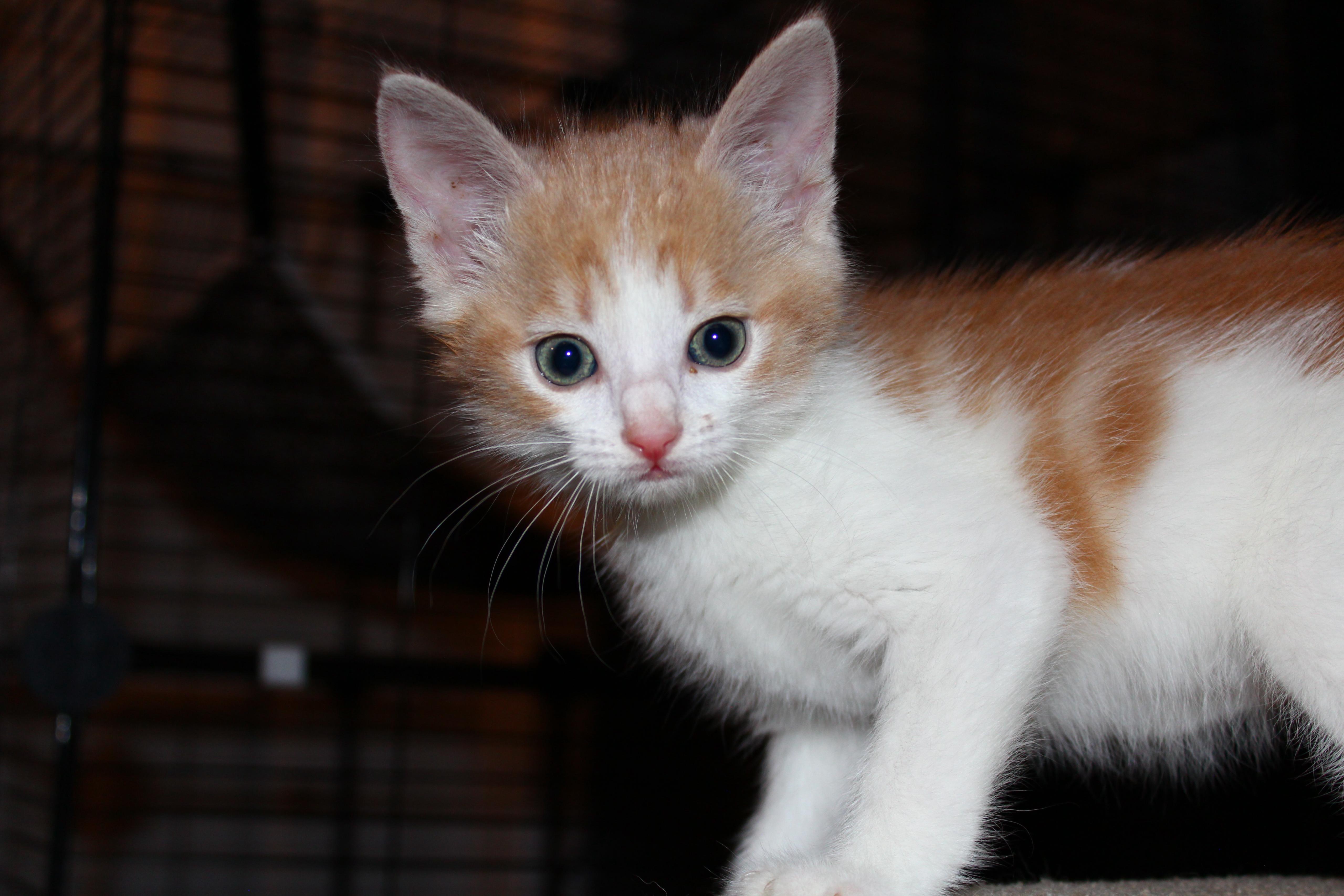 Enlarge Percy Jackson, a Adopted Domestic Short Hair in St Petersburg, FL image 3/4