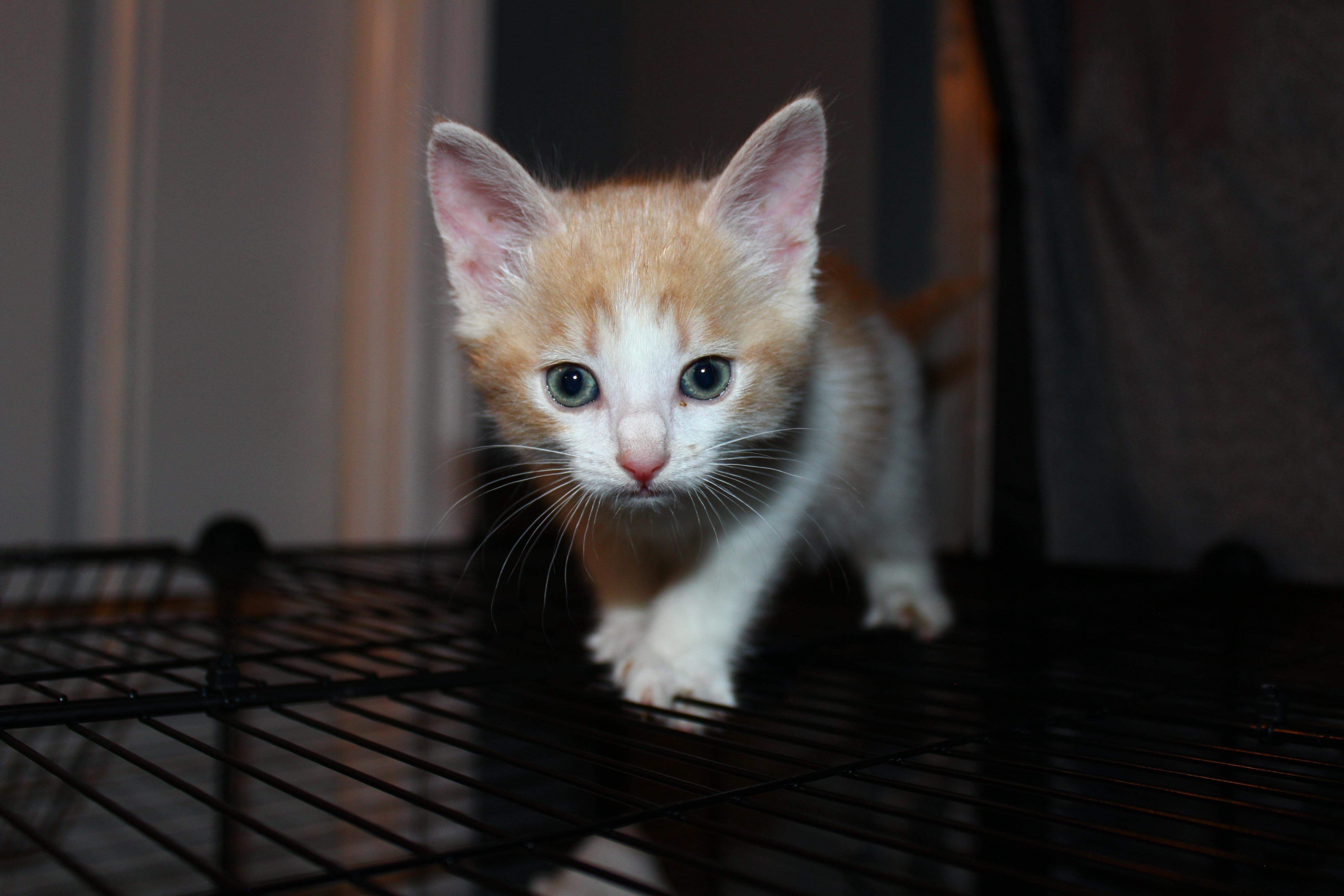 Enlarge Percy Jackson, a Adopted Domestic Short Hair in St Petersburg, FL image 4/4