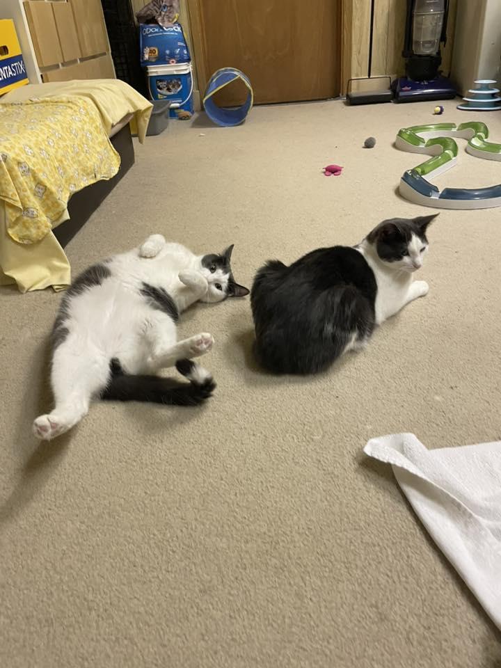 Enlarge Ozzy, a Adoptable Domestic Short Hair in Stratford, ON image 4/4