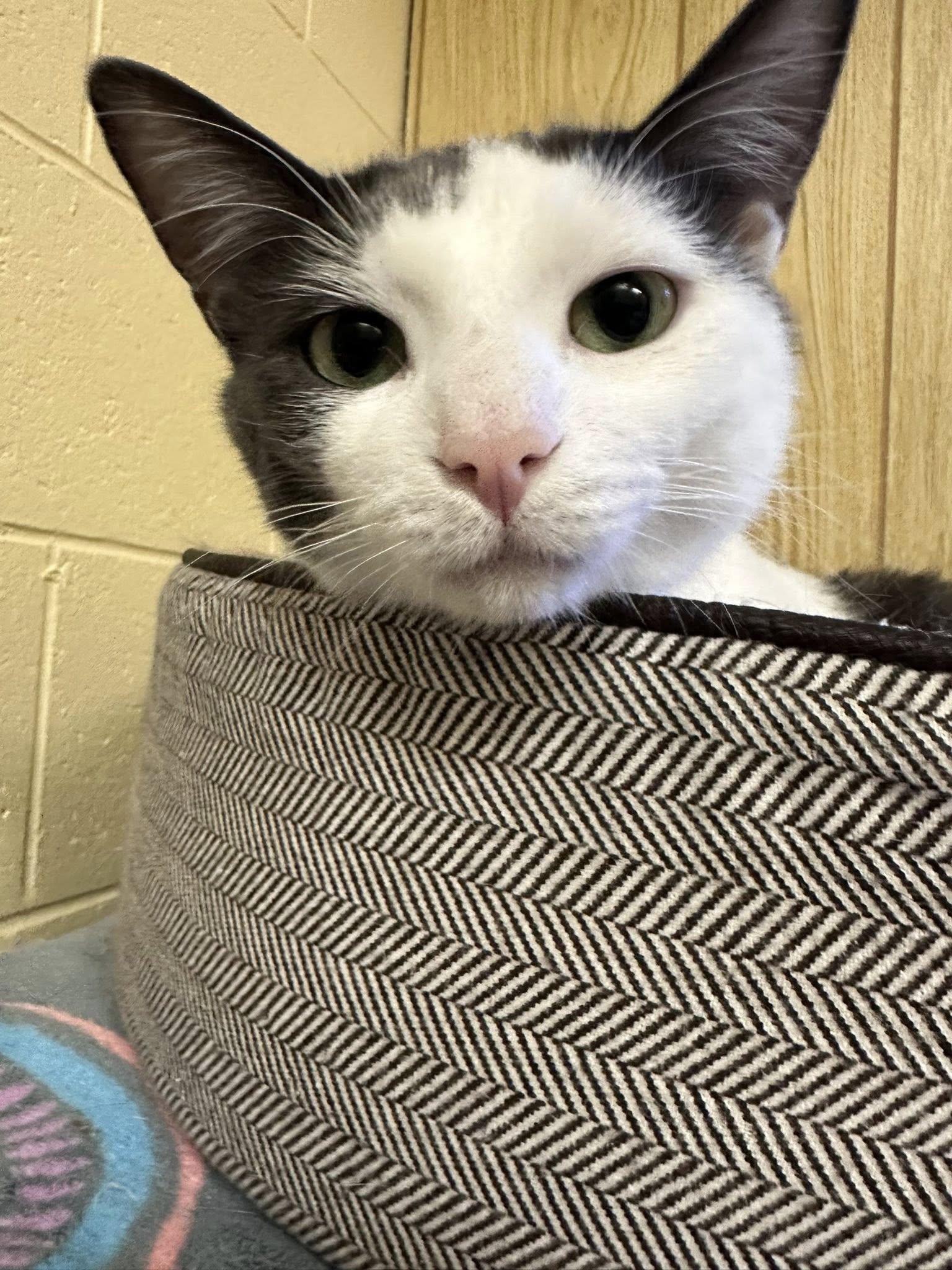 Enlarge Ozzy, a Adoptable Domestic Short Hair in Stratford, ON image 3/4