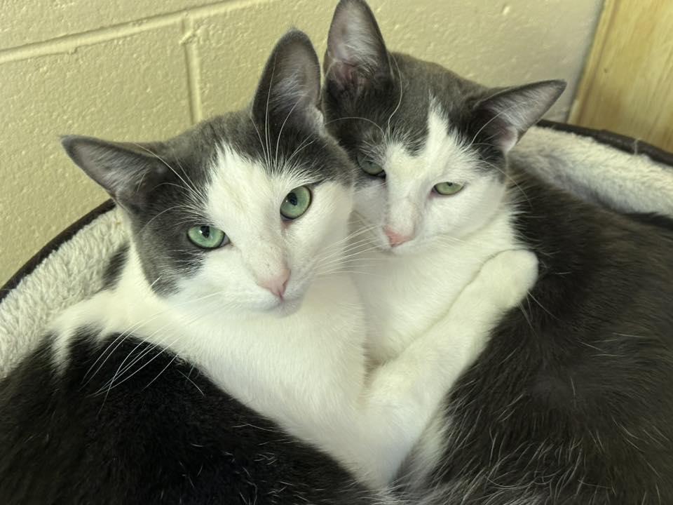 Enlarge Ozzy, a Adoptable Domestic Short Hair in Stratford, ON image 1/4