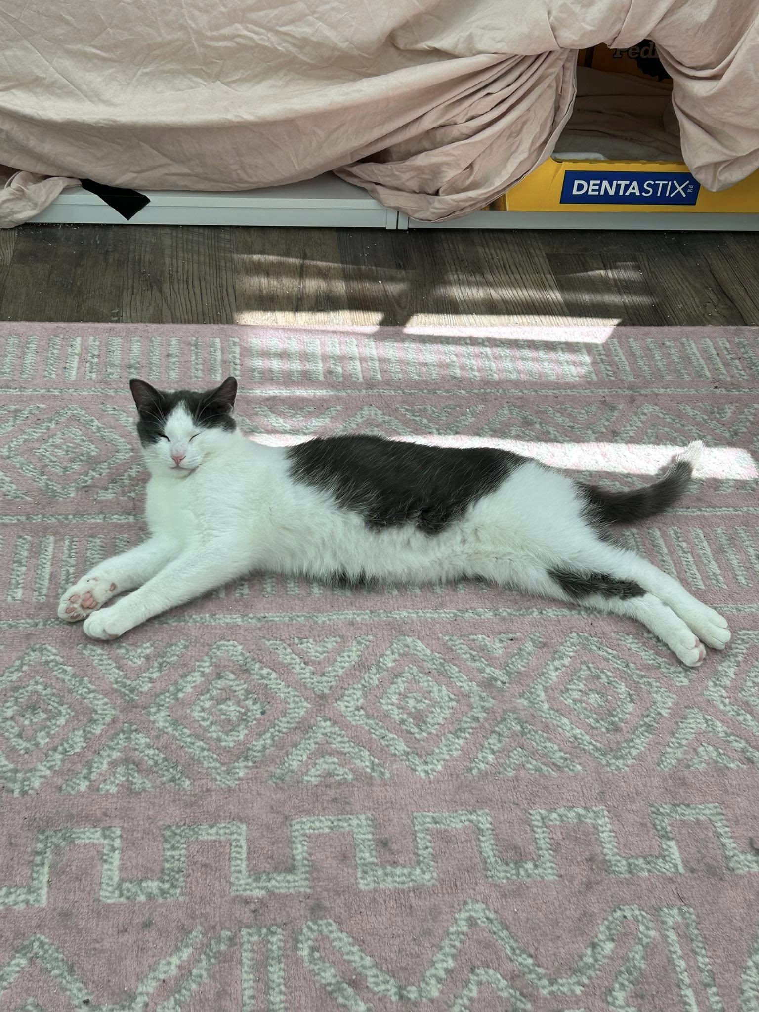 Enlarge Ozzy, a Adoptable Domestic Short Hair in Stratford, ON image 1/1