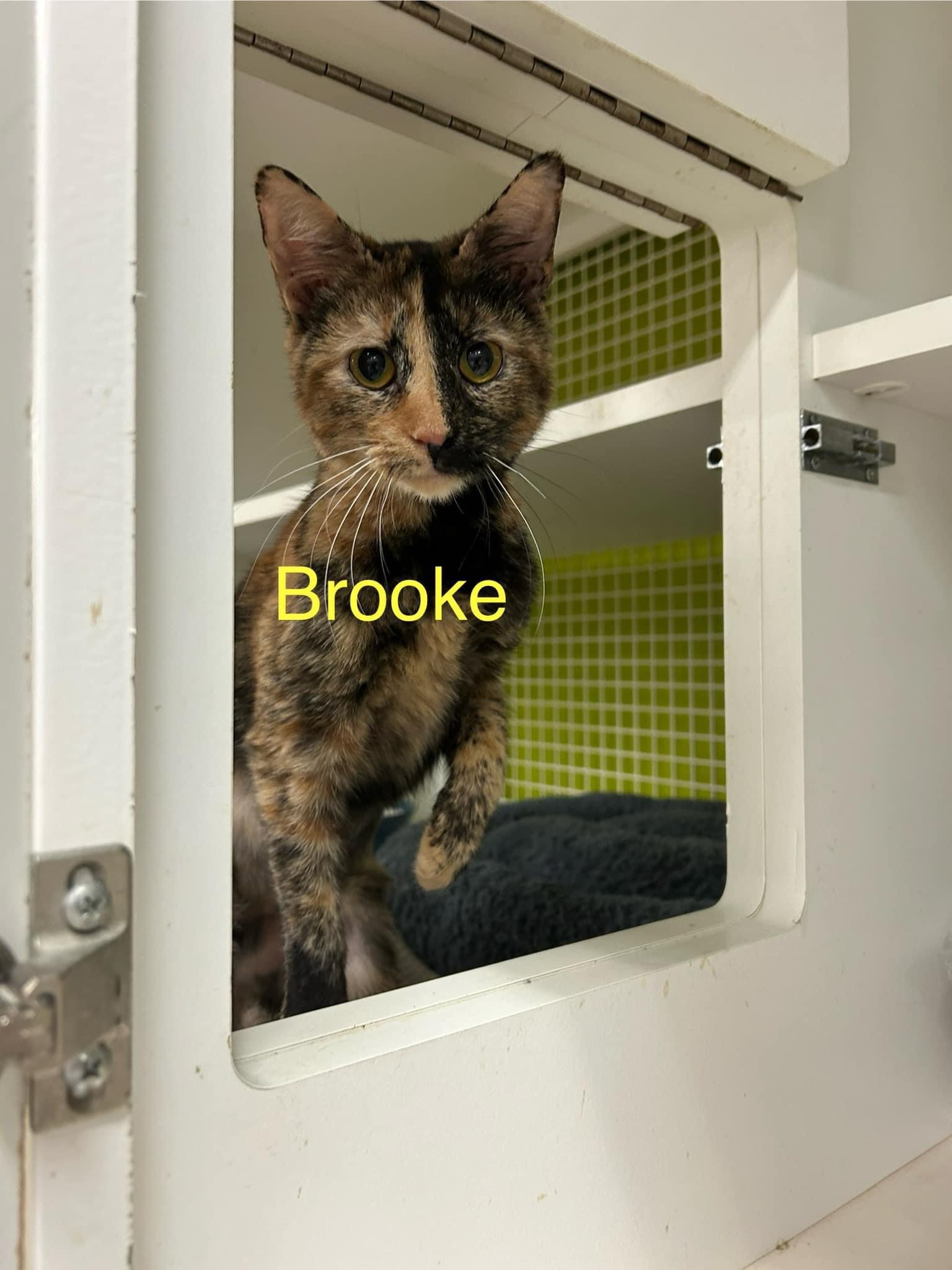 Brooke, an adoptable Tortoiseshell in Elloree, SC, 29047 | Photo Image 1