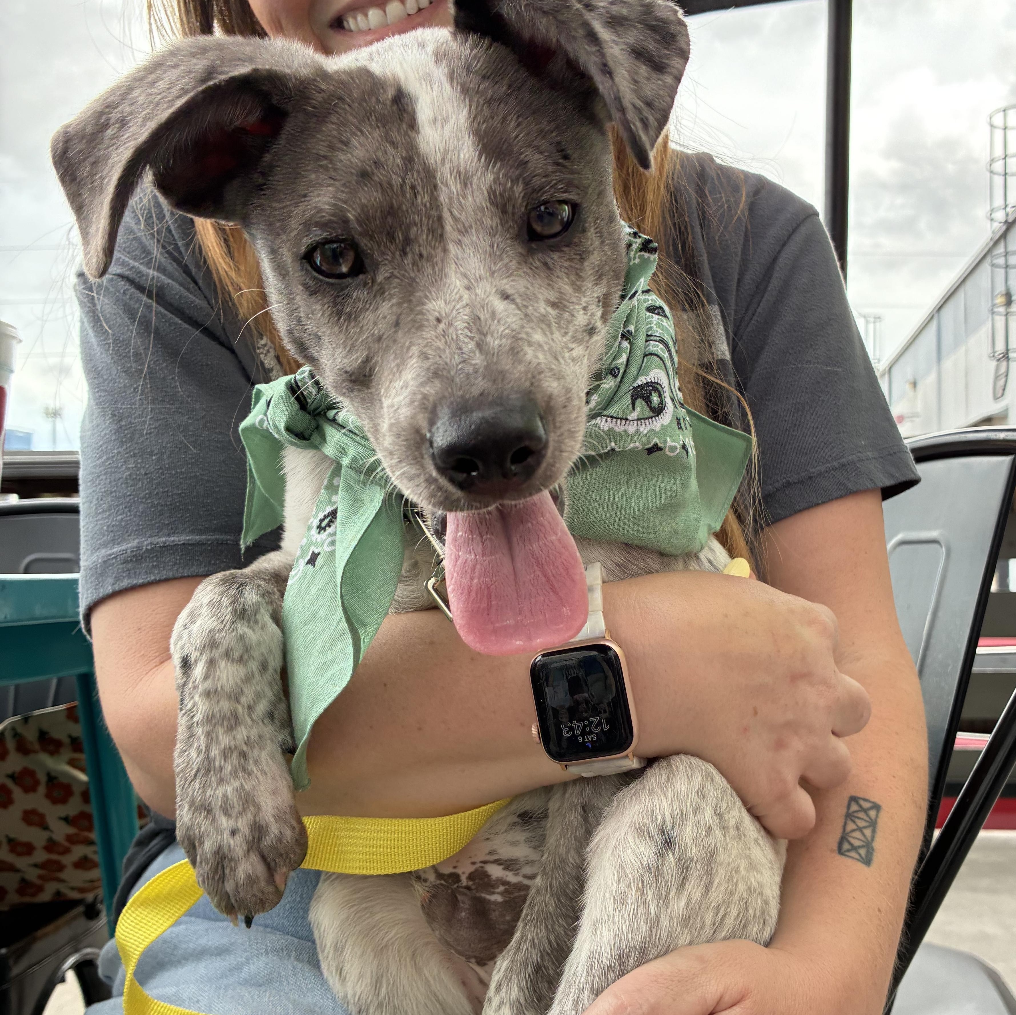 Enlarge Woody, an adopted mixed breed in Oklahoma City, OK image 2/5