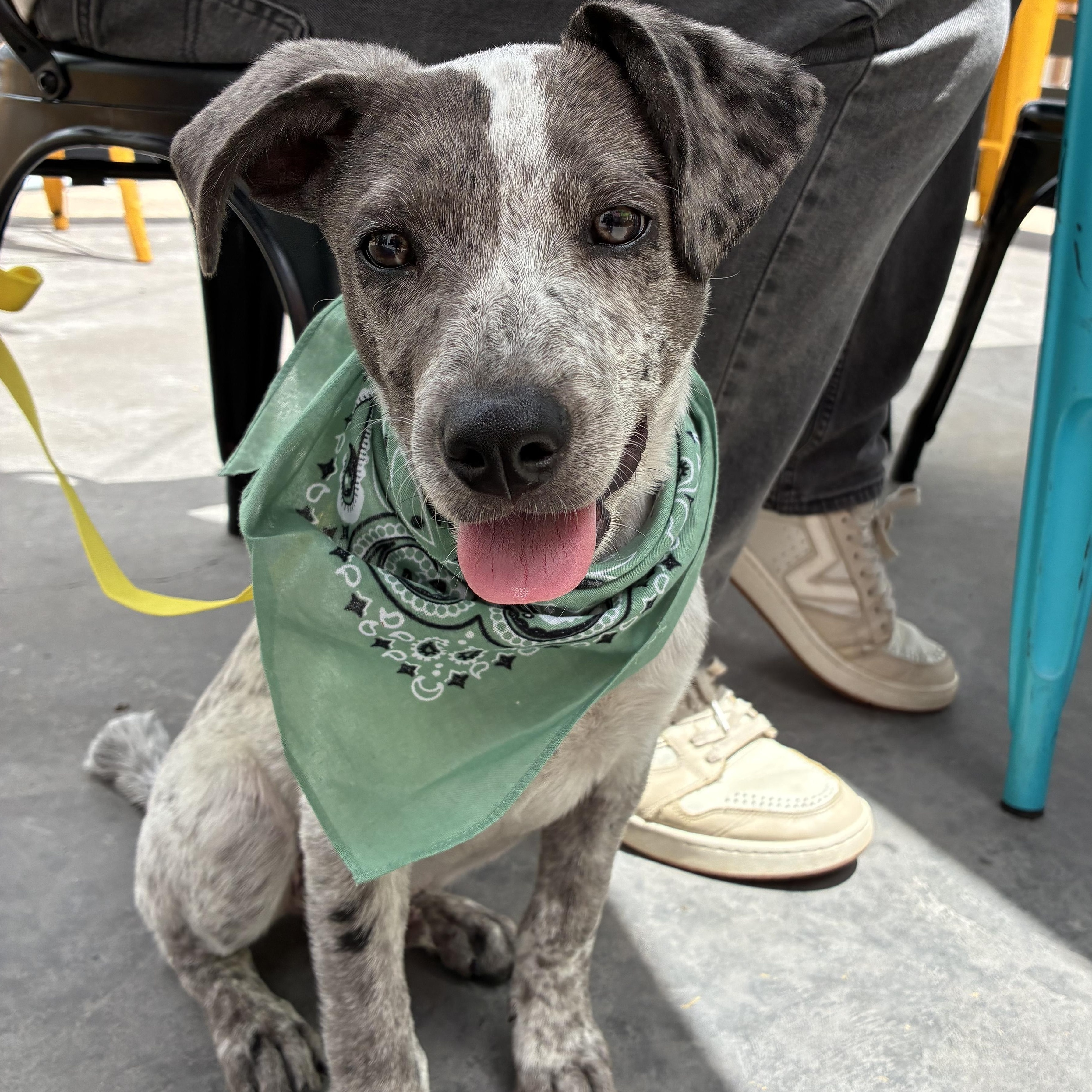 Enlarge Woody, an adopted mixed breed in Oklahoma City, OK image 3/5