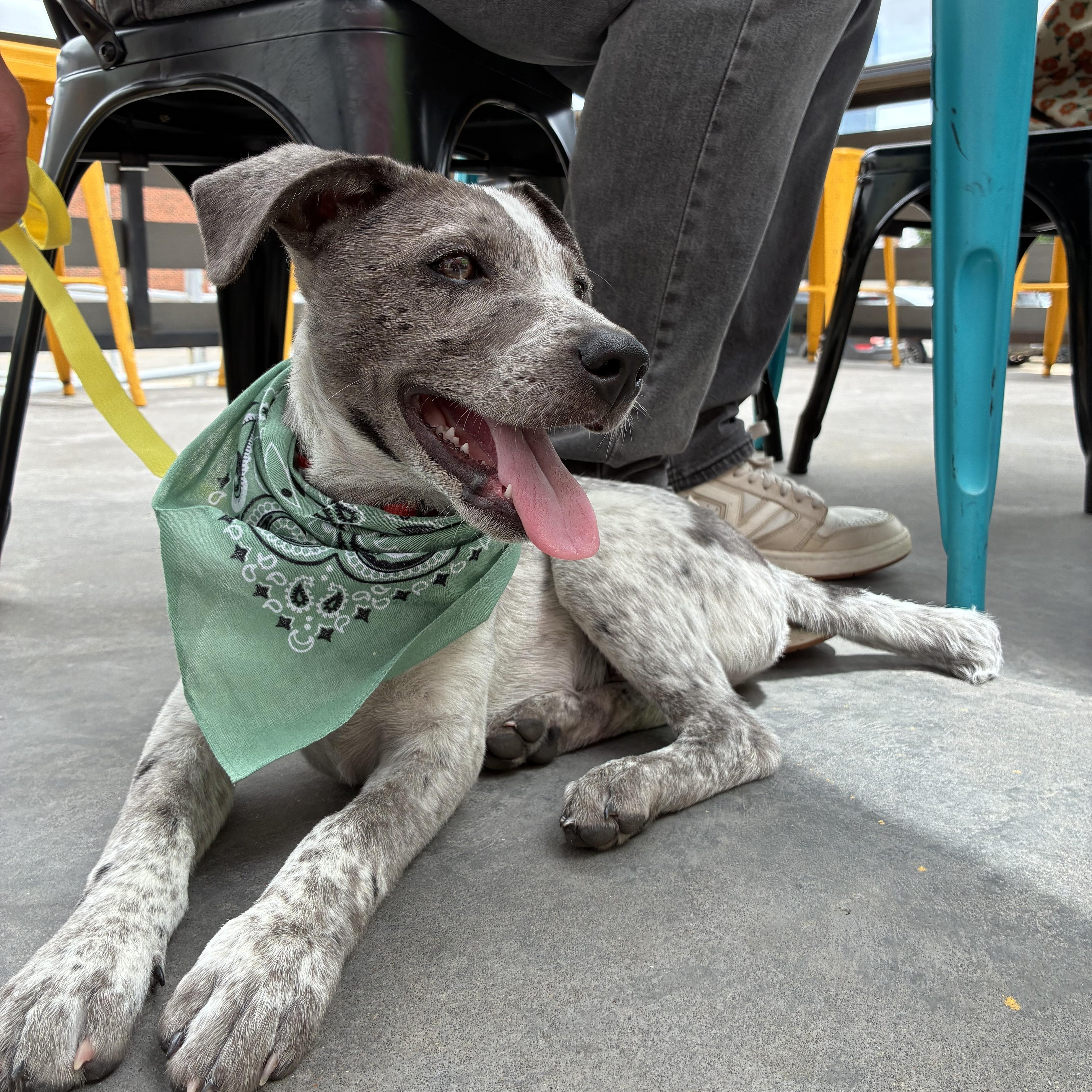 Enlarge Woody, an adopted mixed breed in Oklahoma City, OK image 1/5
