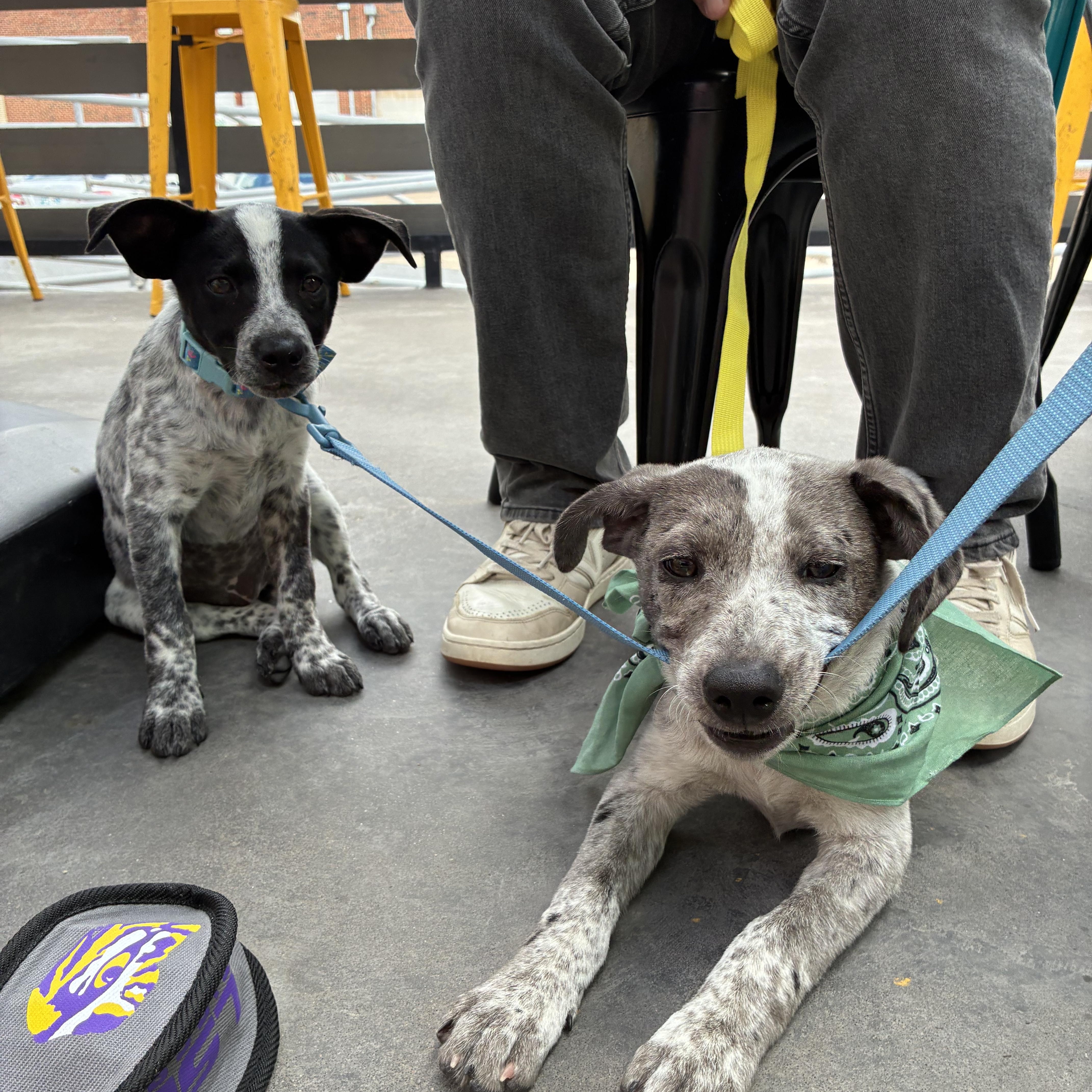 Enlarge Woody, an adopted mixed breed in Oklahoma City, OK image 4/5