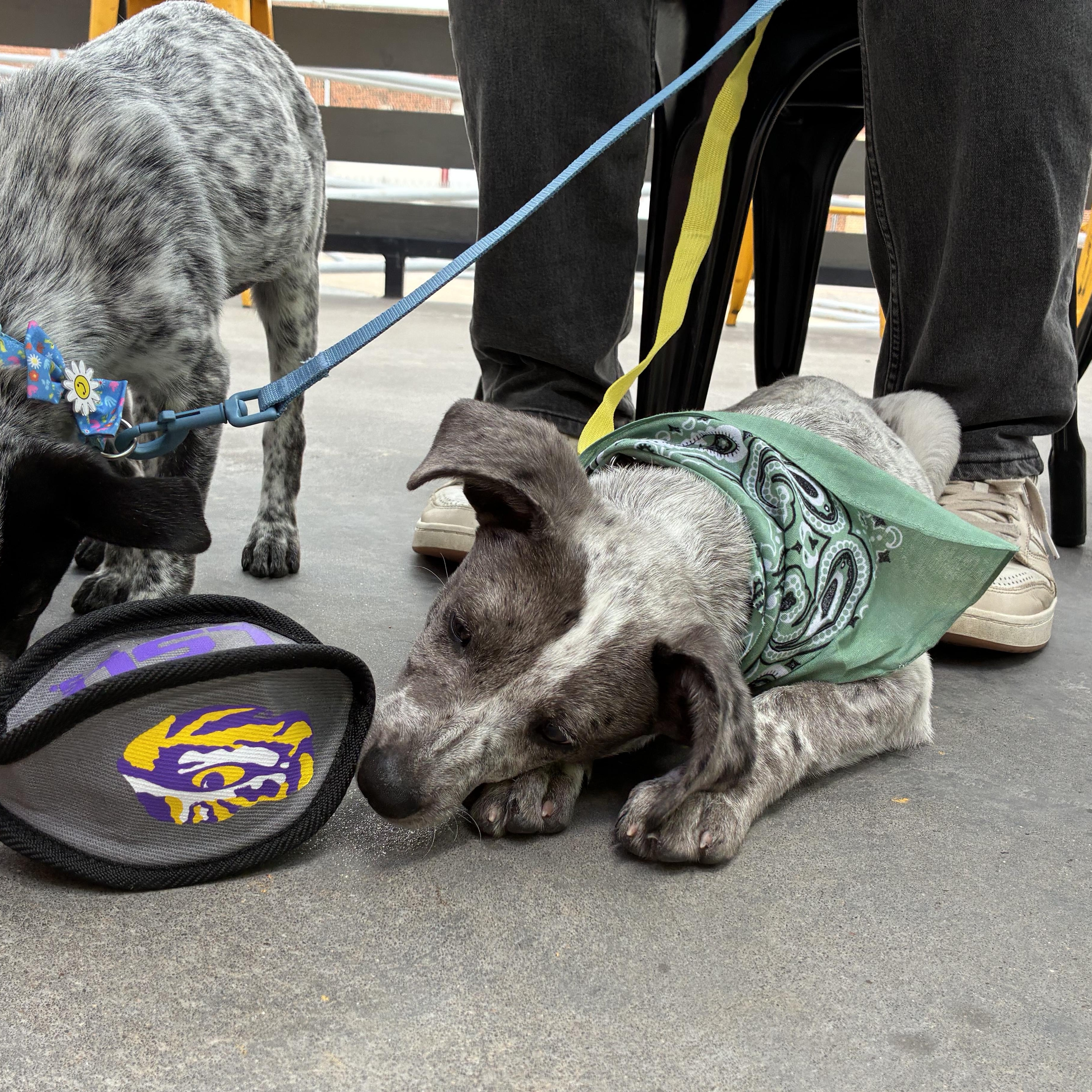 Enlarge Woody, an adopted mixed breed in Oklahoma City, OK image 5/5