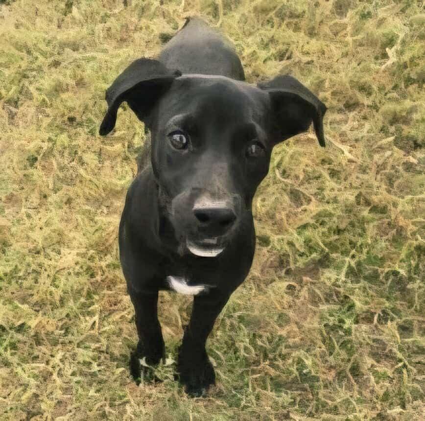 Milo, Adoptable, Puppy Male Labrador Retriever & Hound.