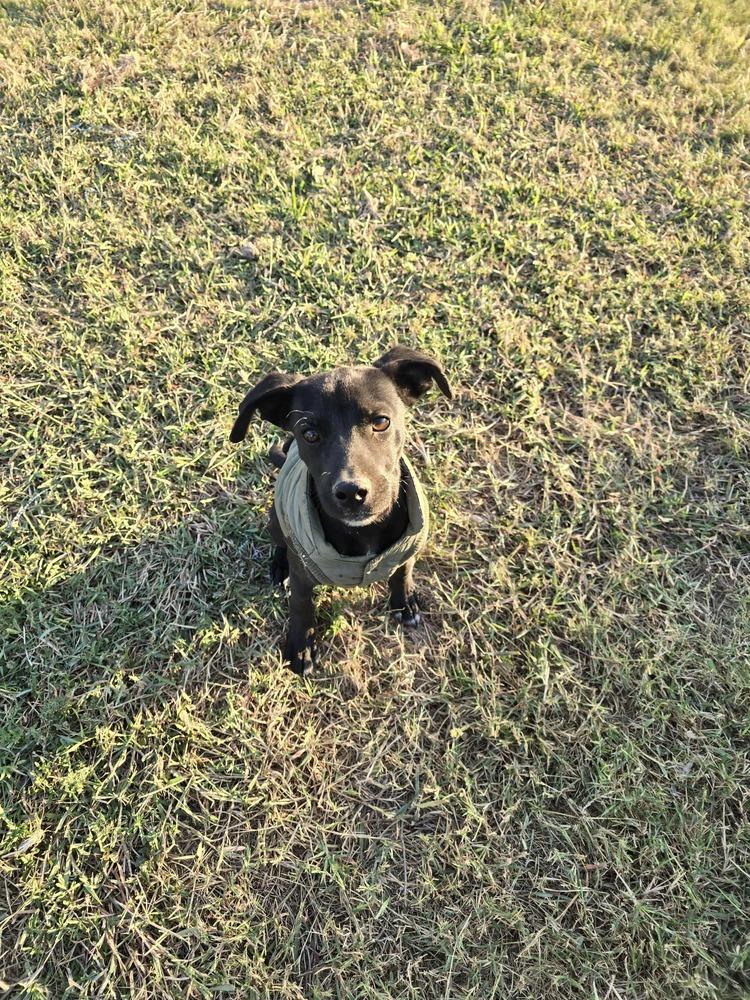 Enlarge Milo, a Adoptable mixed breed in Norfolk, MA image 3/6