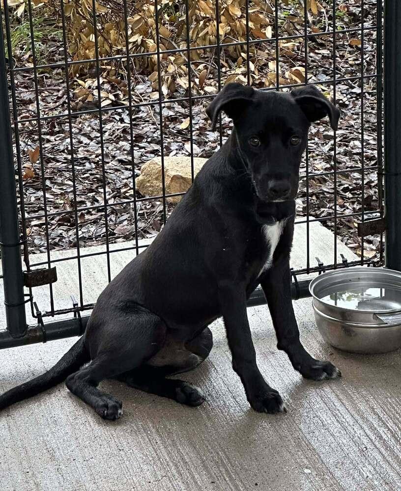 Enlarge Milo, a Adoptable mixed breed in Norfolk, MA image 4/6