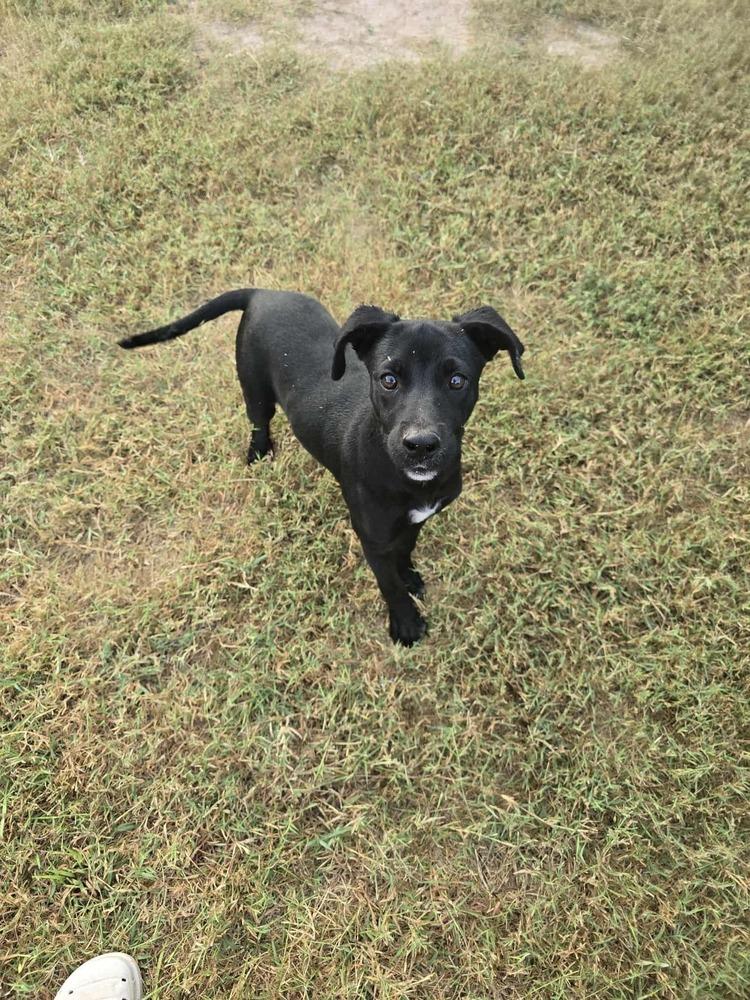 Enlarge Milo, a Adoptable mixed breed in Norfolk, MA image 5/6