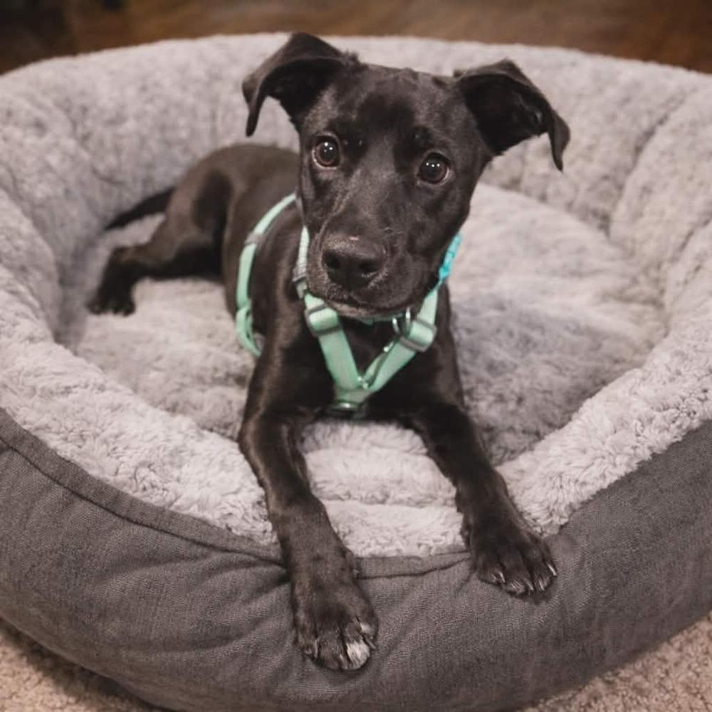 Milo, a Adoptable mixed breed in Norfolk, MA image 5/5