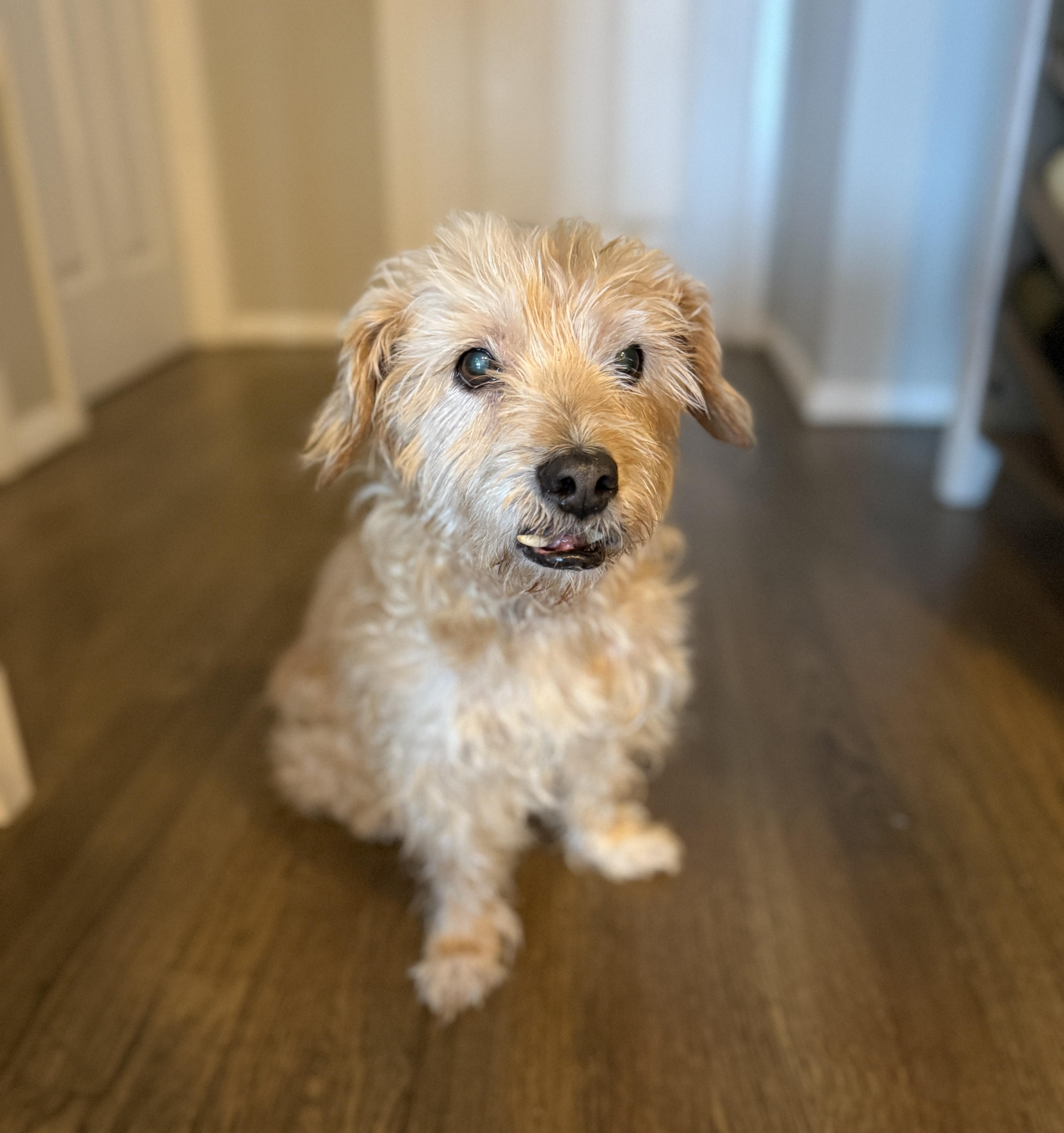 Pops, Adoptable, Senior Male Shih Tzu.