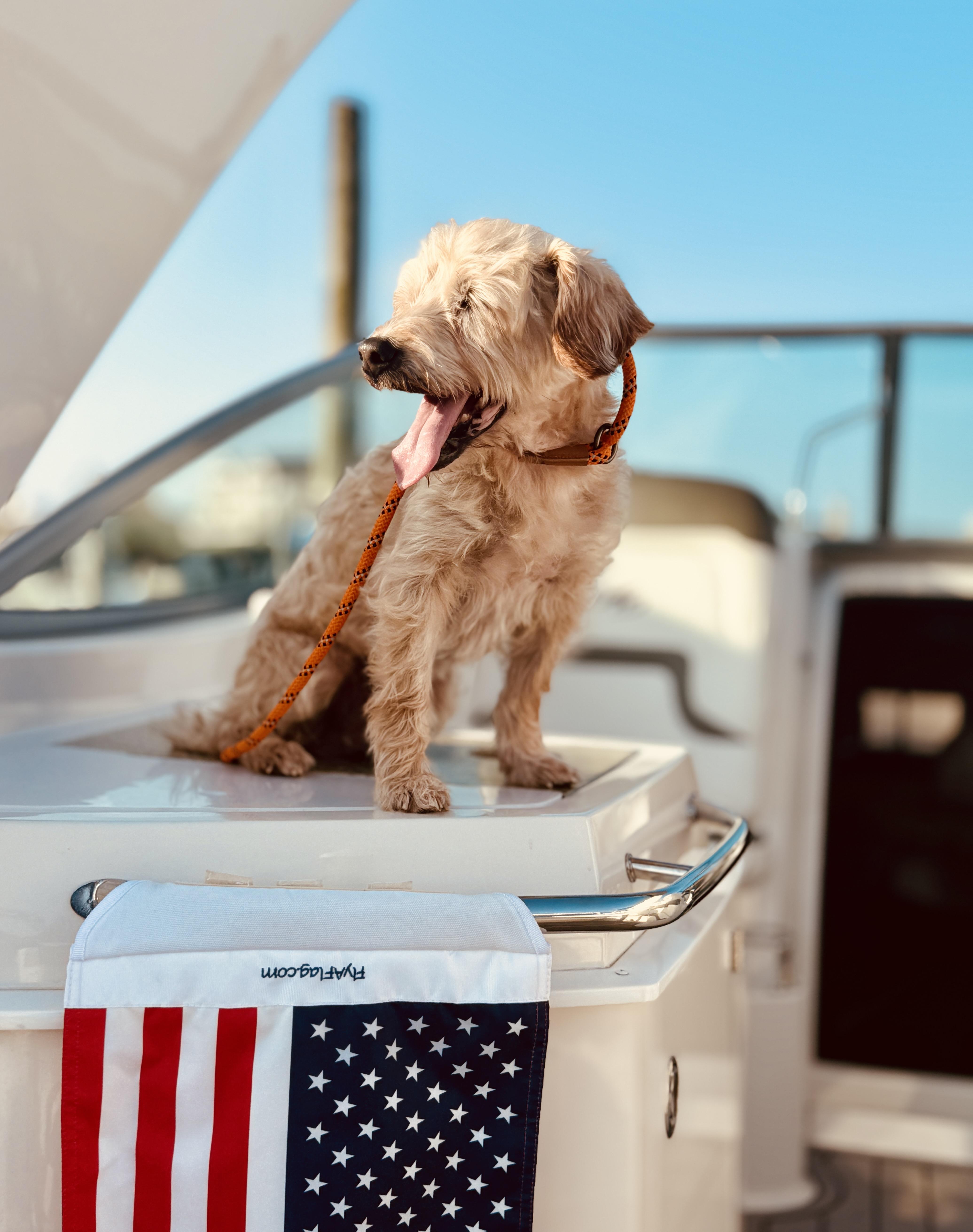 Pops, a Adoptable mixed breed in Baldwin, NY image 3/3
