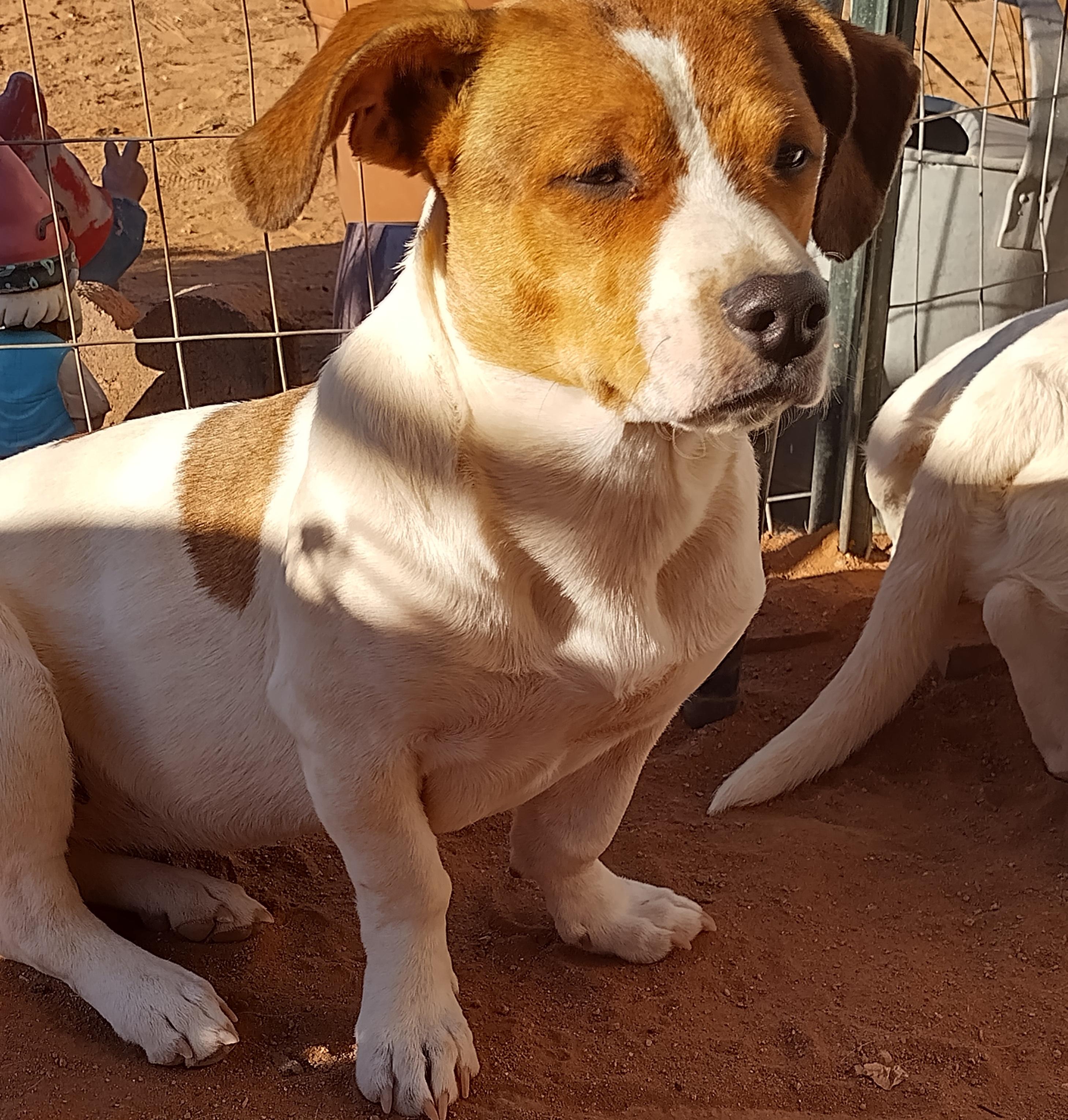 Patches, ADOPTABLE, Young Male Chiweenie.
