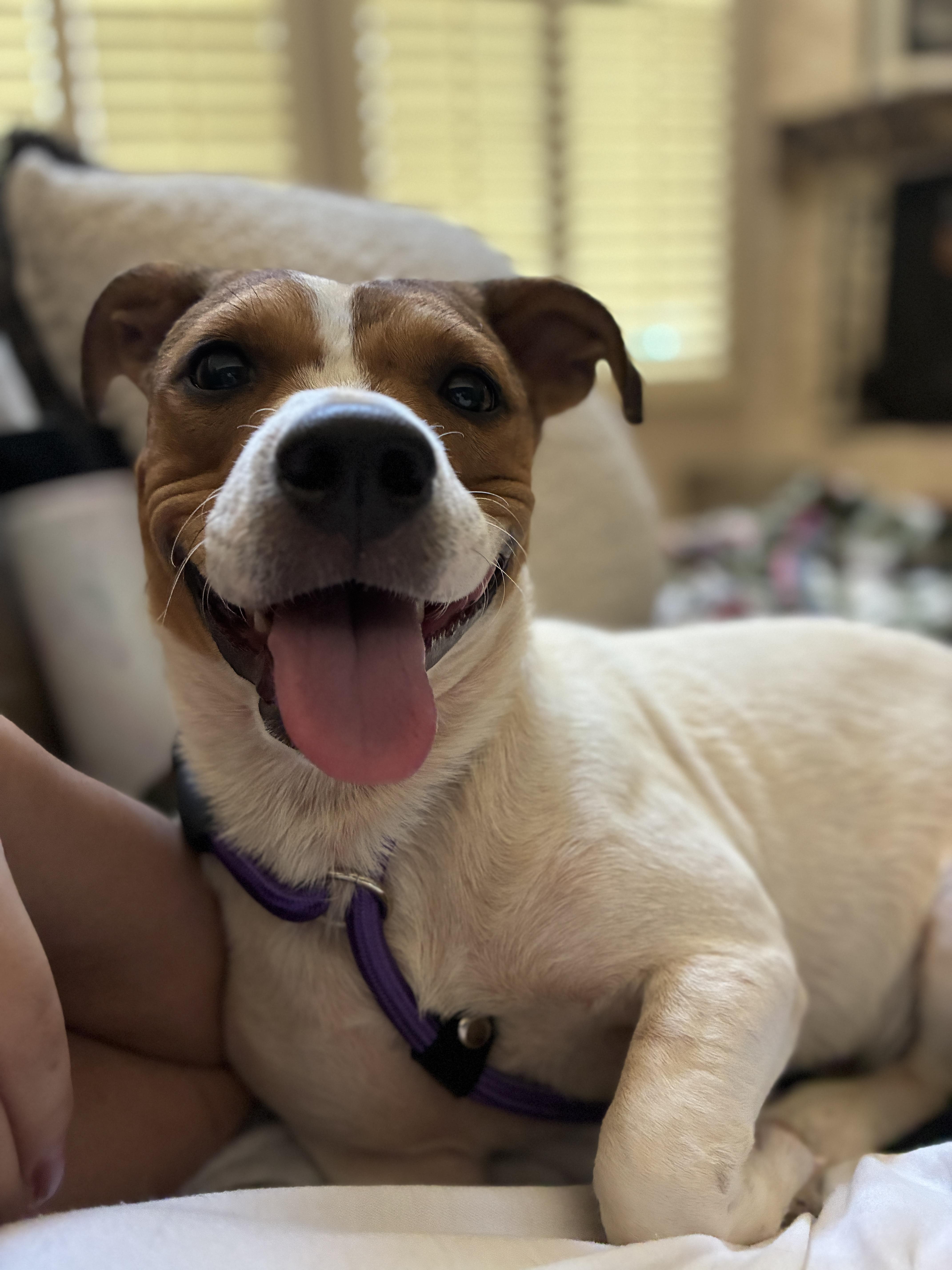 Patches, ADOPTABLE, Young Male Chiweenie.