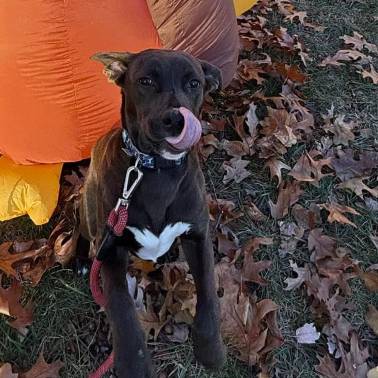 6914 Mason, a Adoptable mixed breed in Springfield, MO image 2/6