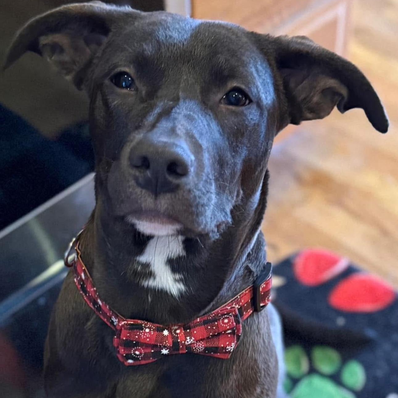 6914 Mason, a Adoptable mixed breed in Springfield, MO image 6/6