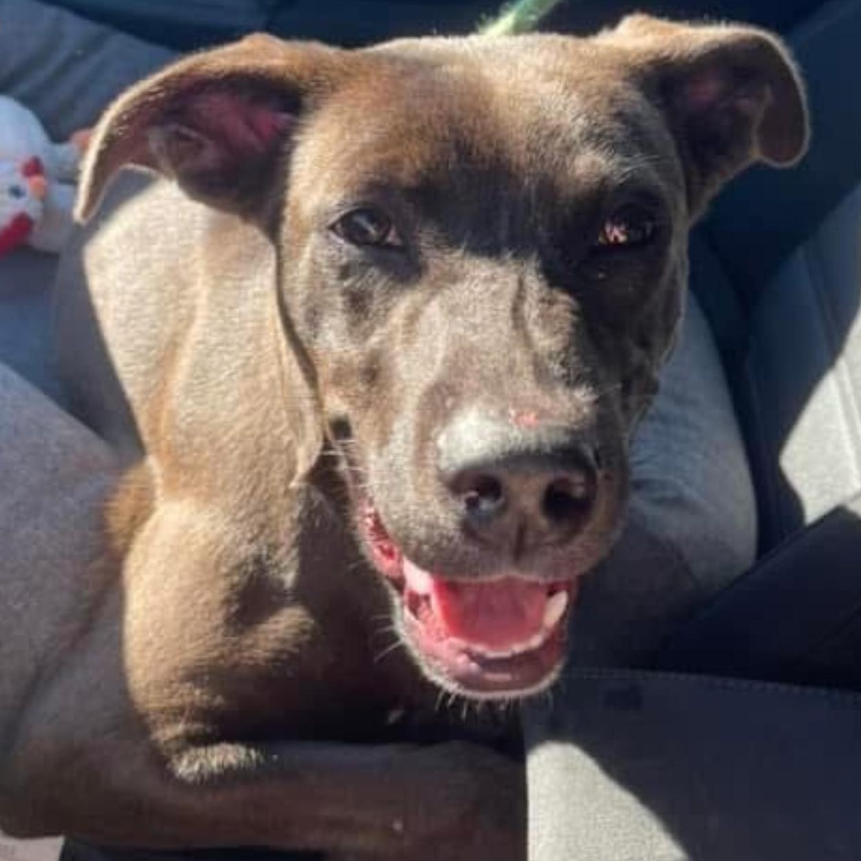 6914 Mason, a Adoptable mixed breed in Springfield, MO image 3/6