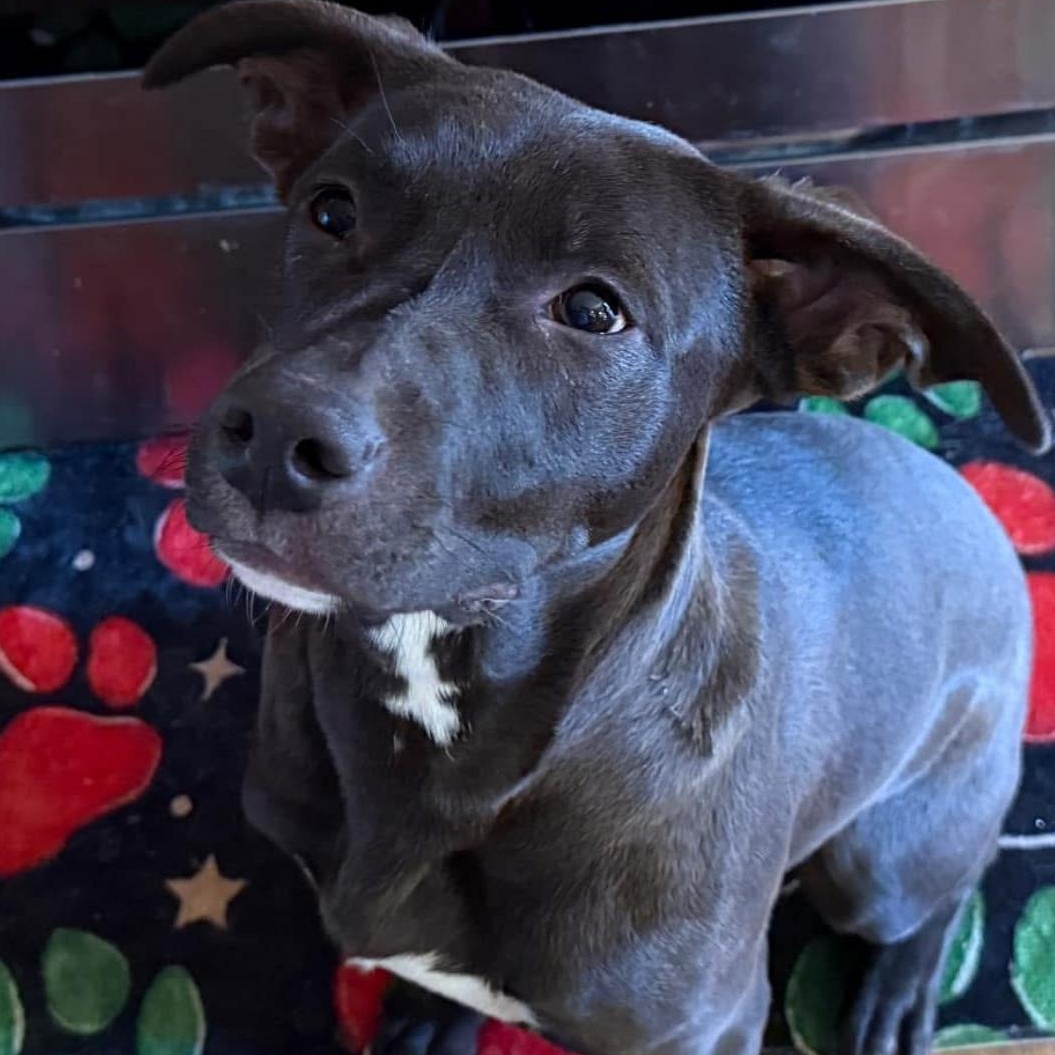 6914 Mason, a Adoptable mixed breed in Springfield, MO image 5/6