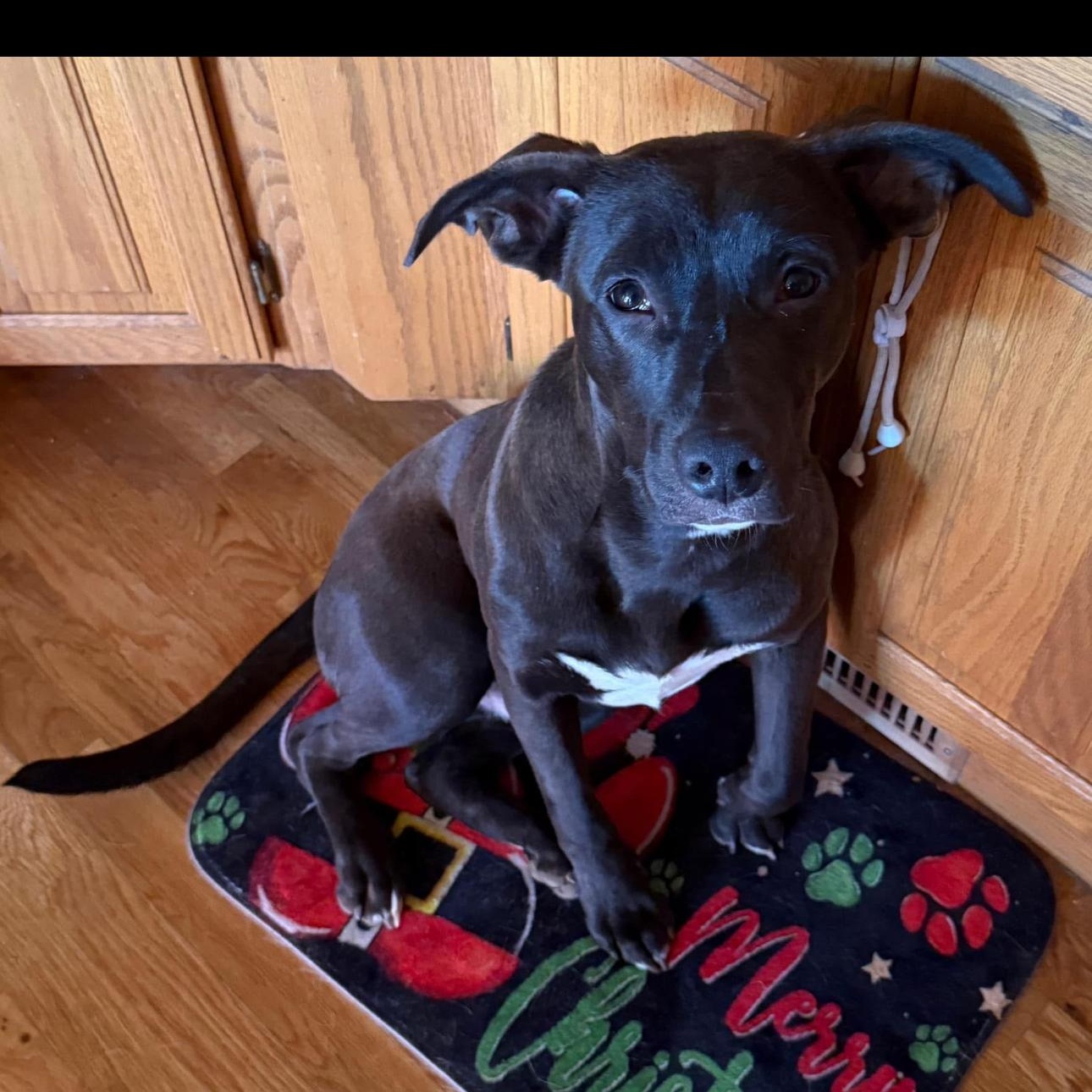 6914 Mason, a Adoptable mixed breed in Springfield, MO image 1/6