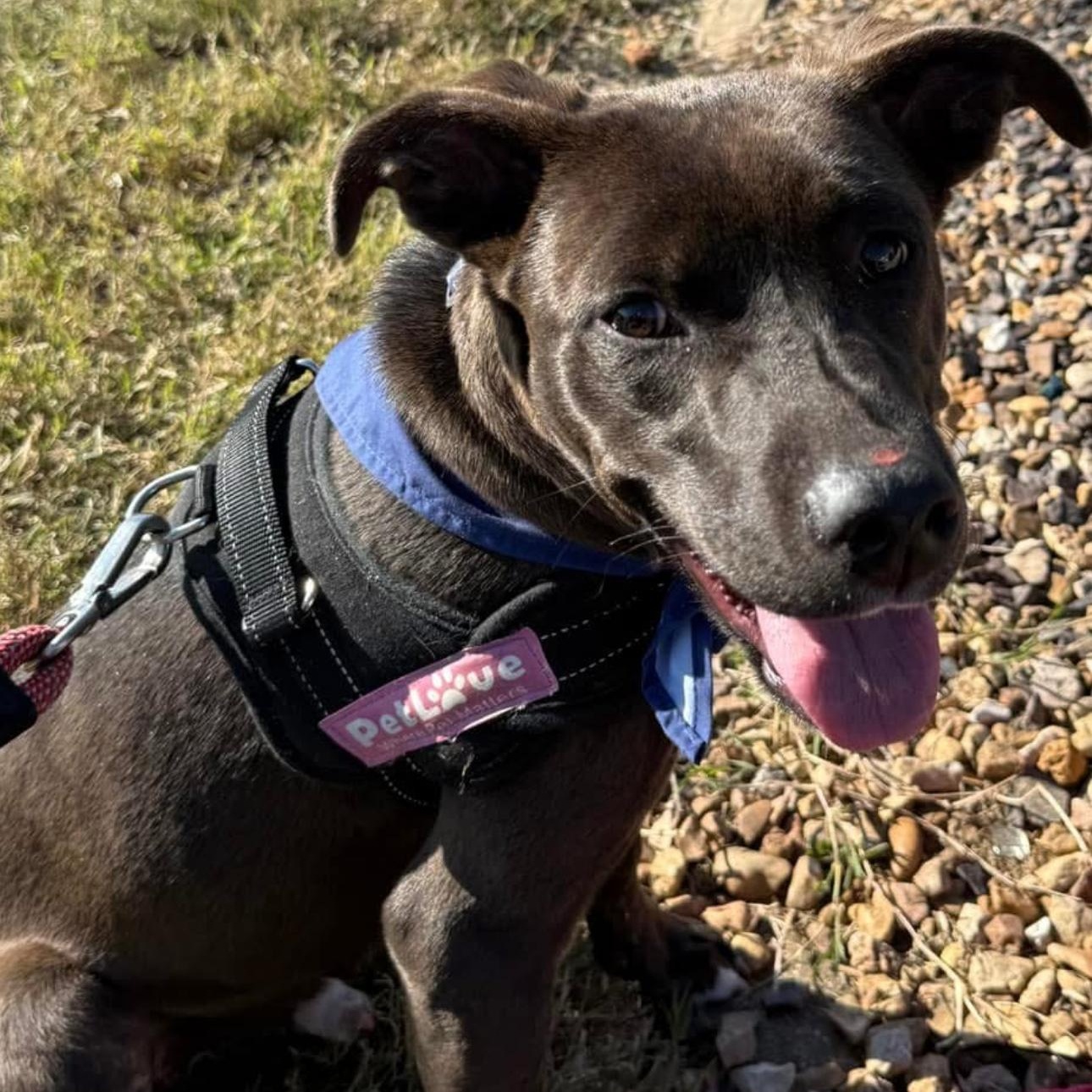 6914 Mason, a Adoptable mixed breed in Springfield, MO image 4/6