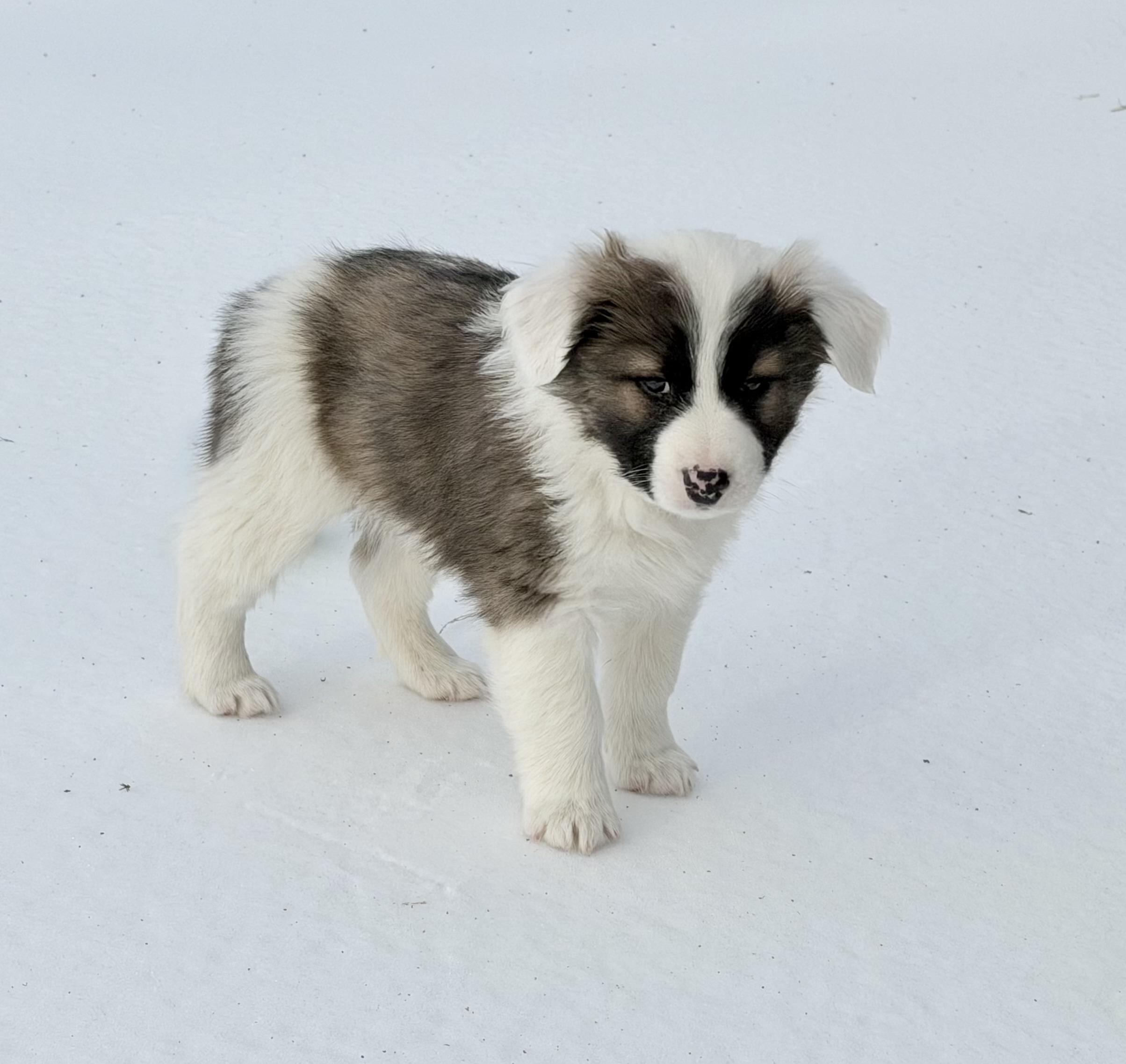 Brooks -9 weeks, ADOPTABLE, Puppy Male Australian Shepherd & Australian Cattle Dog / Blue Heeler.
