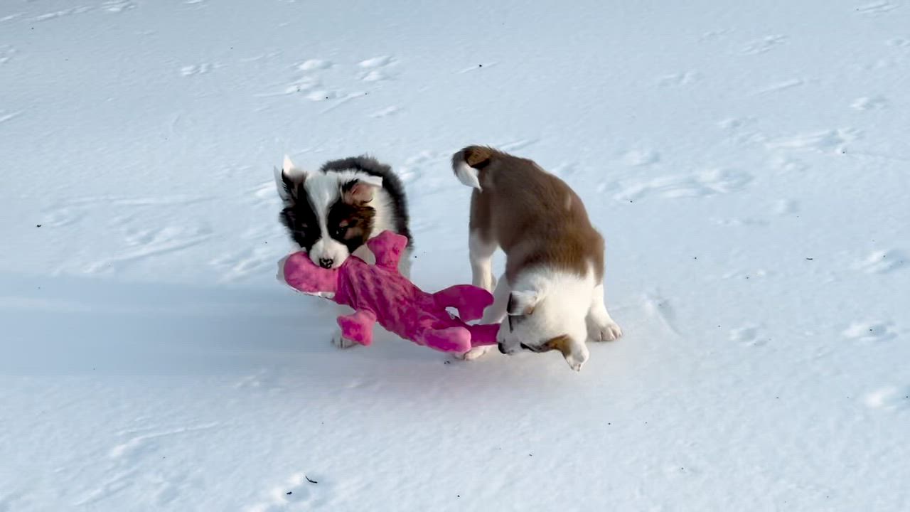 Enlarge Brooks -9 weeks, a ADOPTABLE mixed breed in Culpeper, VA video 4/4