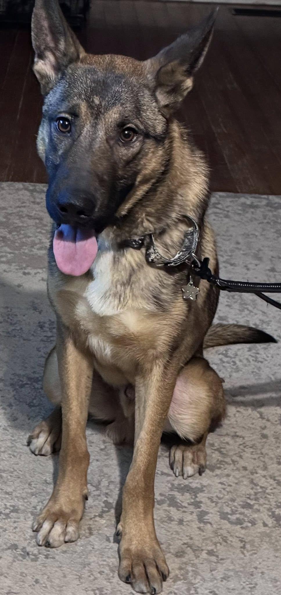 Rocky, an adopted mixed breed in Grand Island, NE image 2/3