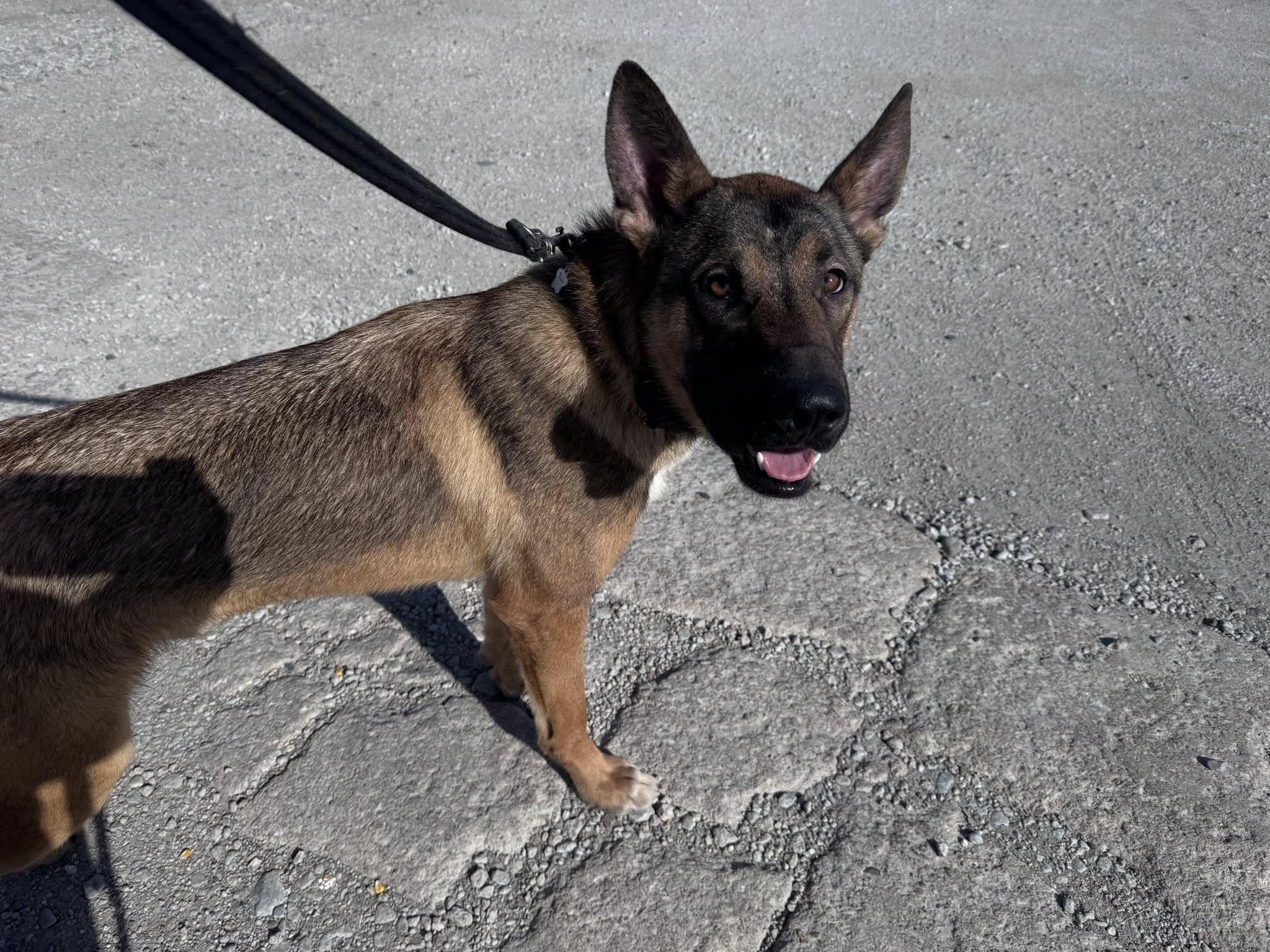 Rocky, an adopted mixed breed in Grand Island, NE image 3/3